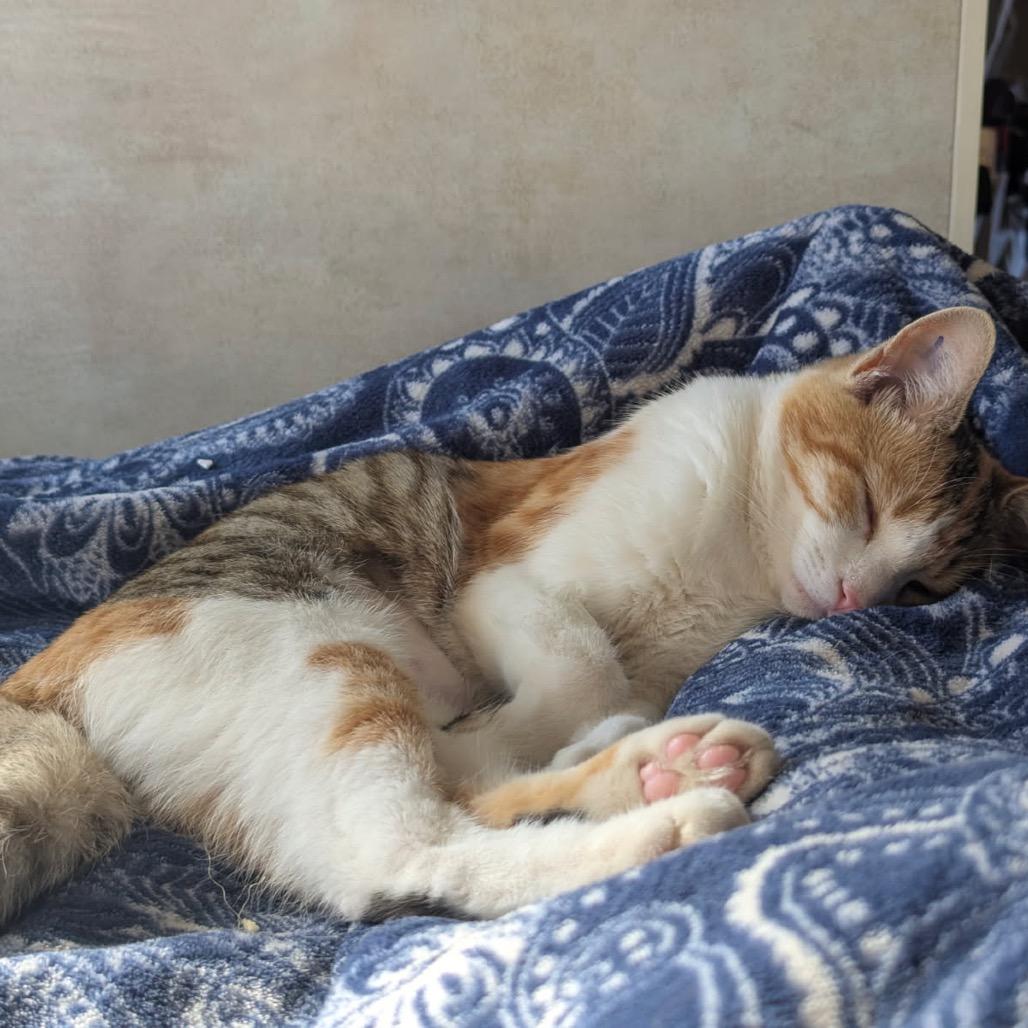 Goldie, Adoptable, Young Female Domestic Short Hair.