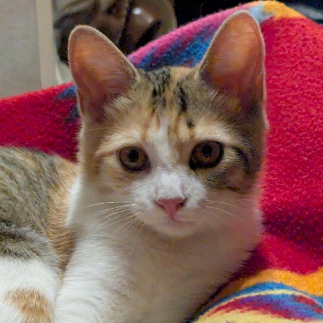 Enlarge Goldie, a Adoptable Domestic Short Hair in Floresville, TX image 3/6