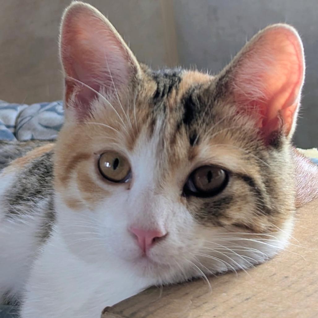 Enlarge Goldie, a Adoptable Domestic Short Hair in Floresville, TX image 4/6