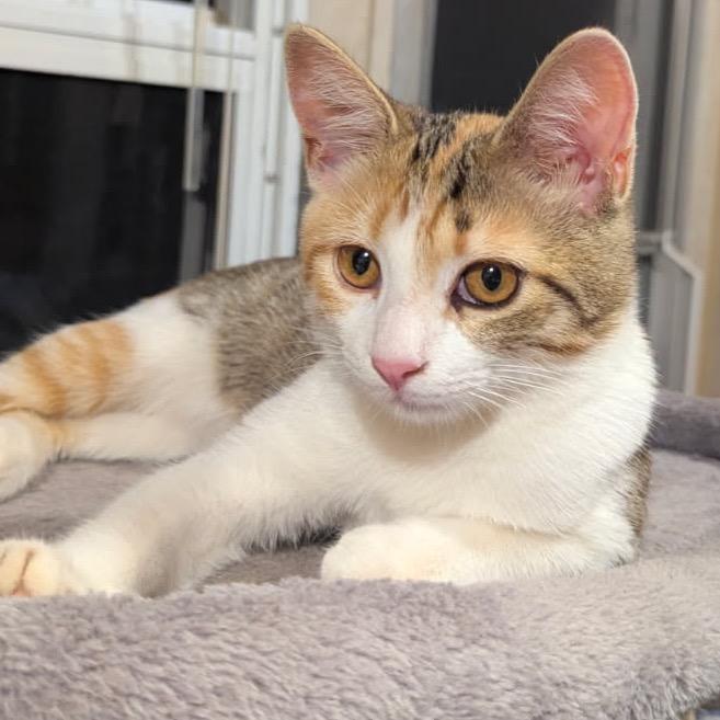 Enlarge Goldie, a Adoptable Domestic Short Hair in Floresville, TX image 5/6