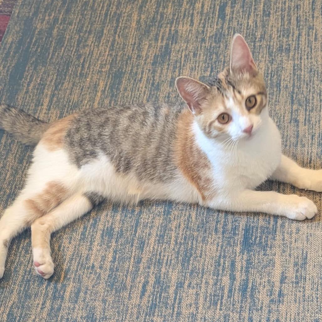 Enlarge Goldie, a Adoptable Domestic Short Hair in Floresville, TX image 6/6