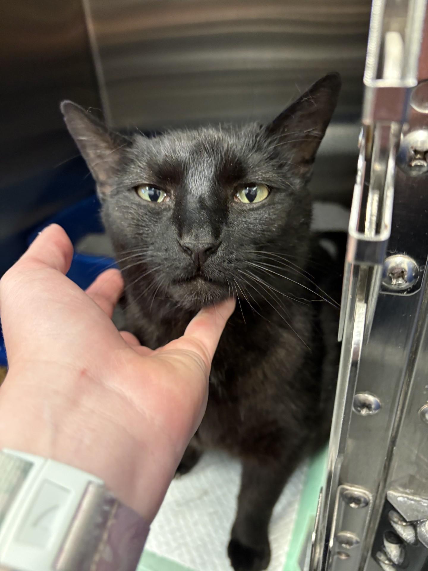 Enlarge Moonie, an adopted Domestic Short Hair in Ashland, VA image 3/3