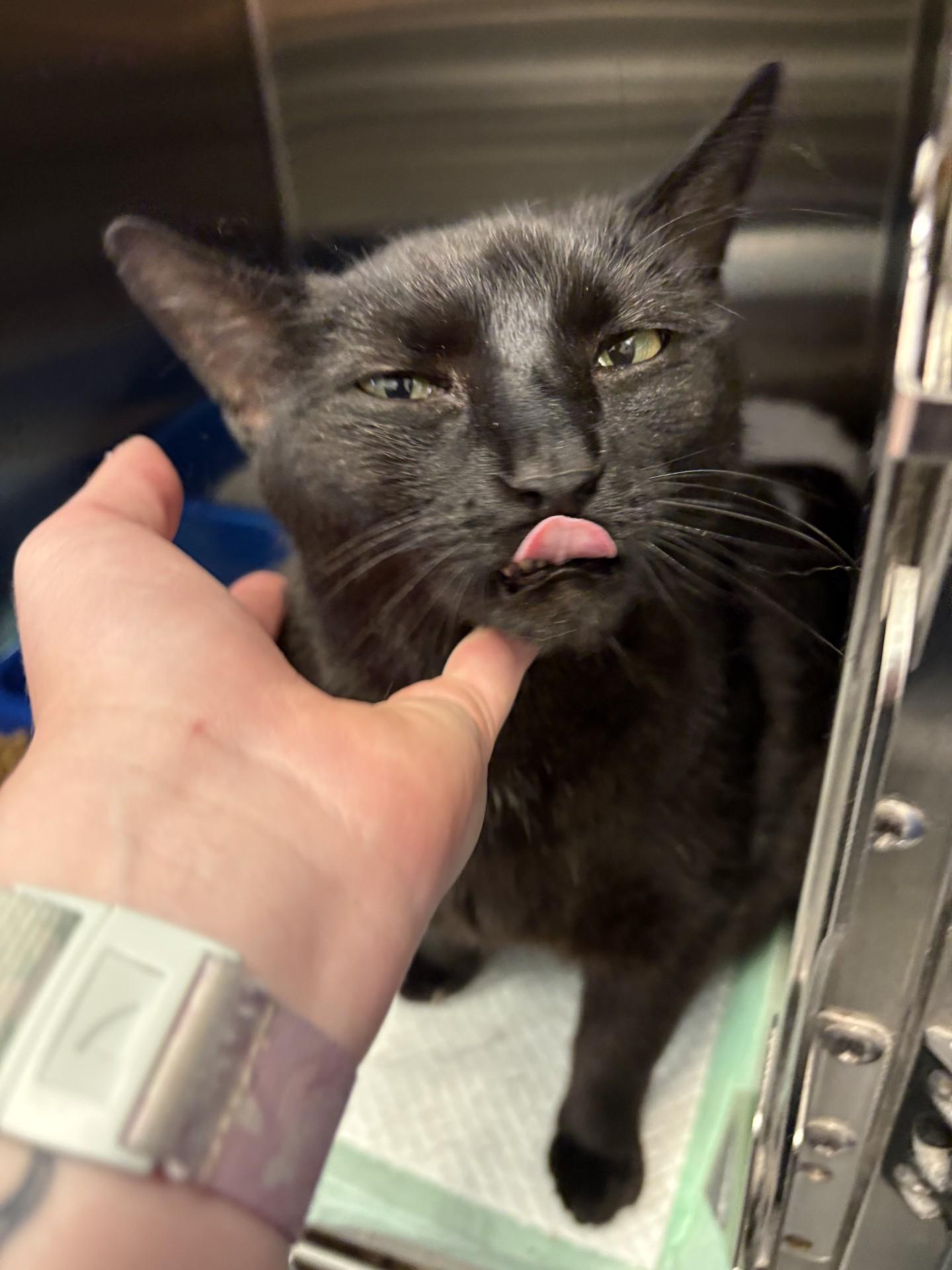 Moonie, adopted, Adult Male Domestic Short Hair.