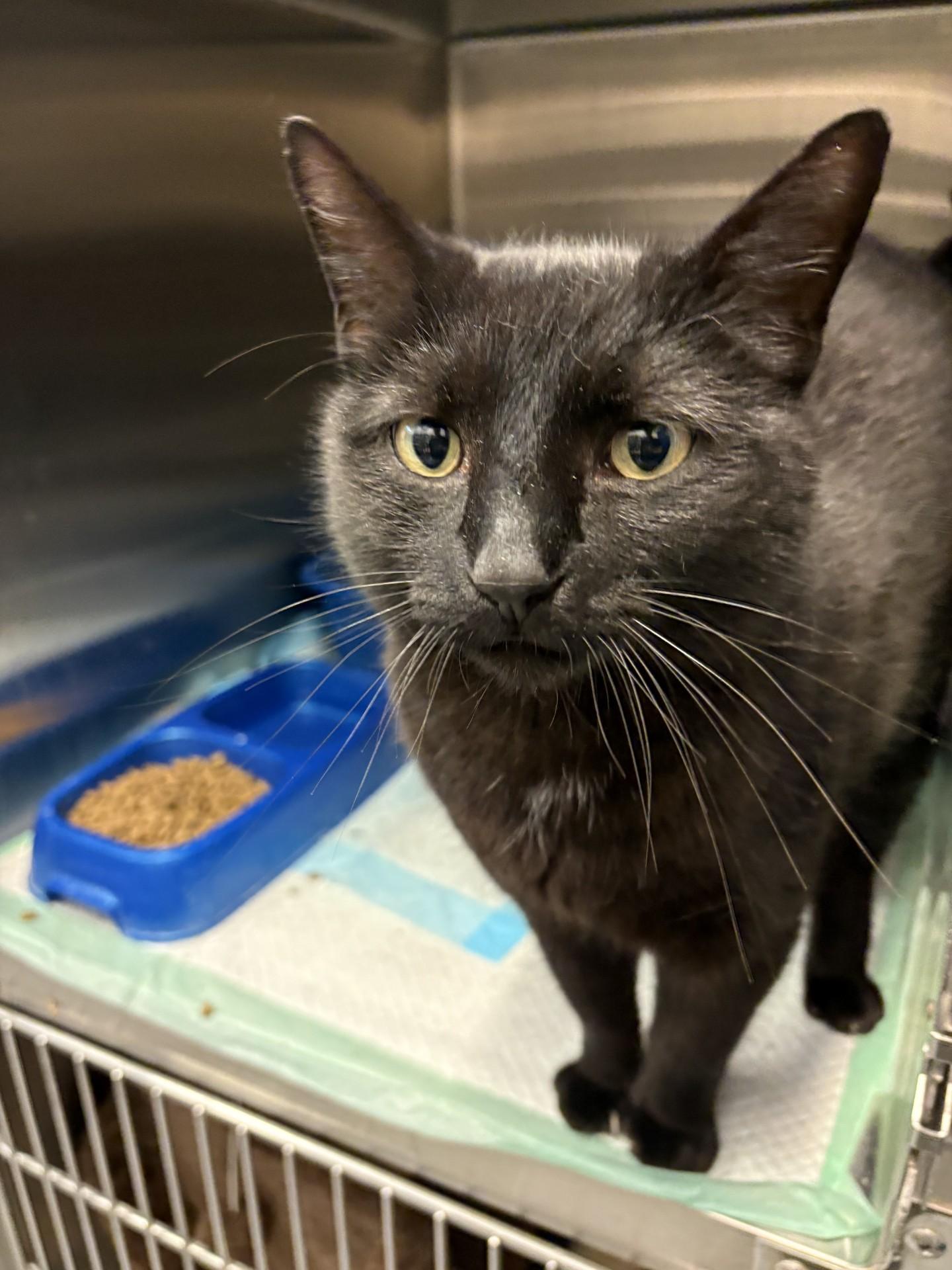 Enlarge Moonie, an adopted Domestic Short Hair in Ashland, VA image 2/3