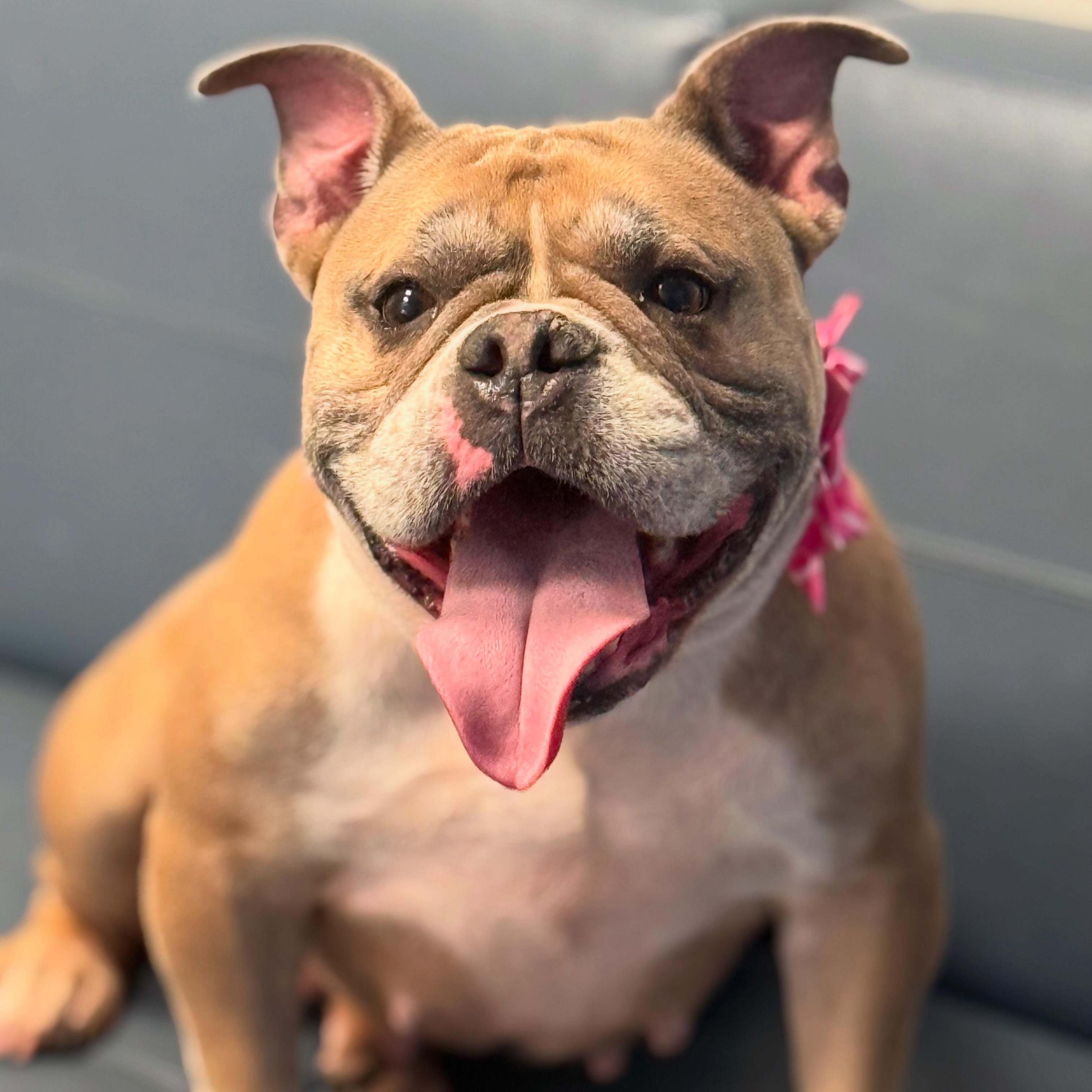 Remy, Adult Female unknown