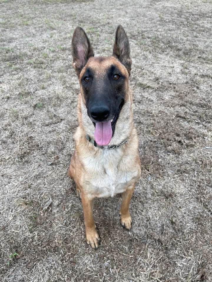Maia, Adopted, Adult Female Belgian Shepherd / Malinois.