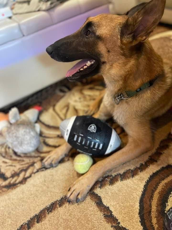Enlarge Maia, a Adopted Belgian Shepherd / Malinois in Lytle, TX image 4/6