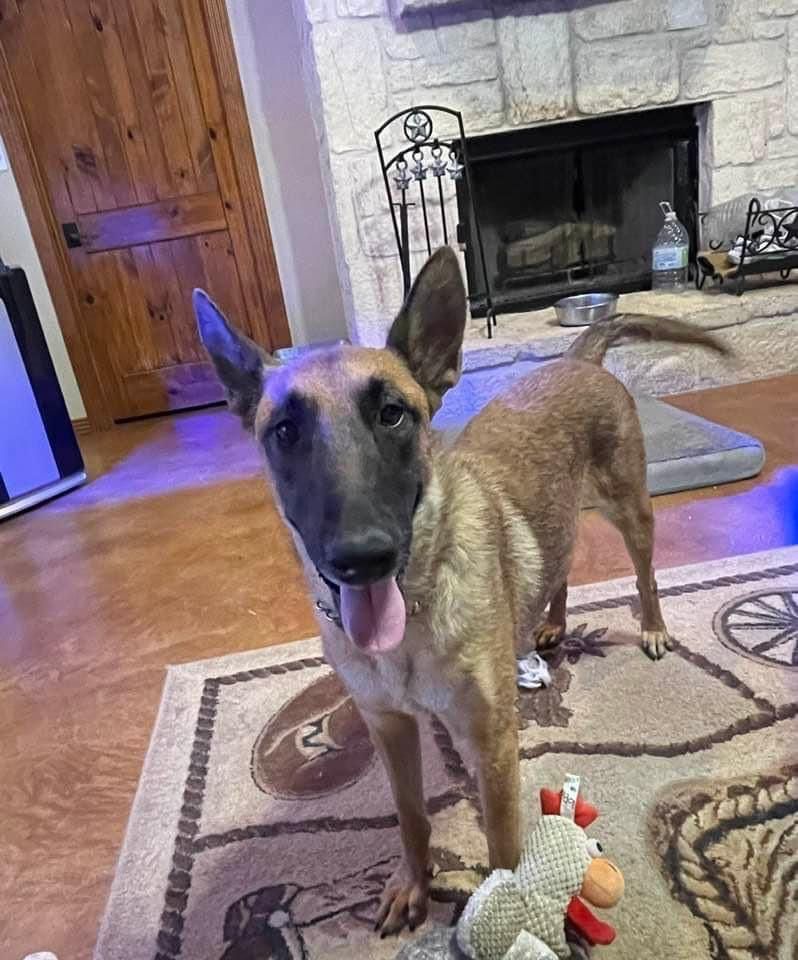 Enlarge Maia, a Adopted Belgian Shepherd / Malinois in Lytle, TX image 5/6