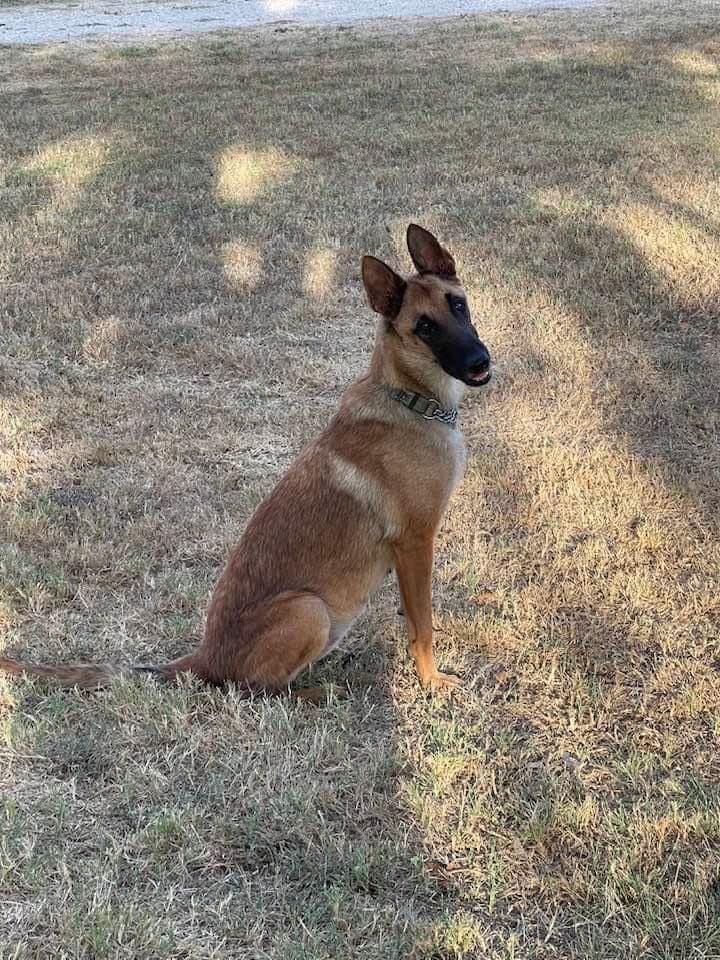 Enlarge Maia, a Adopted Belgian Shepherd / Malinois in Lytle, TX image 6/6