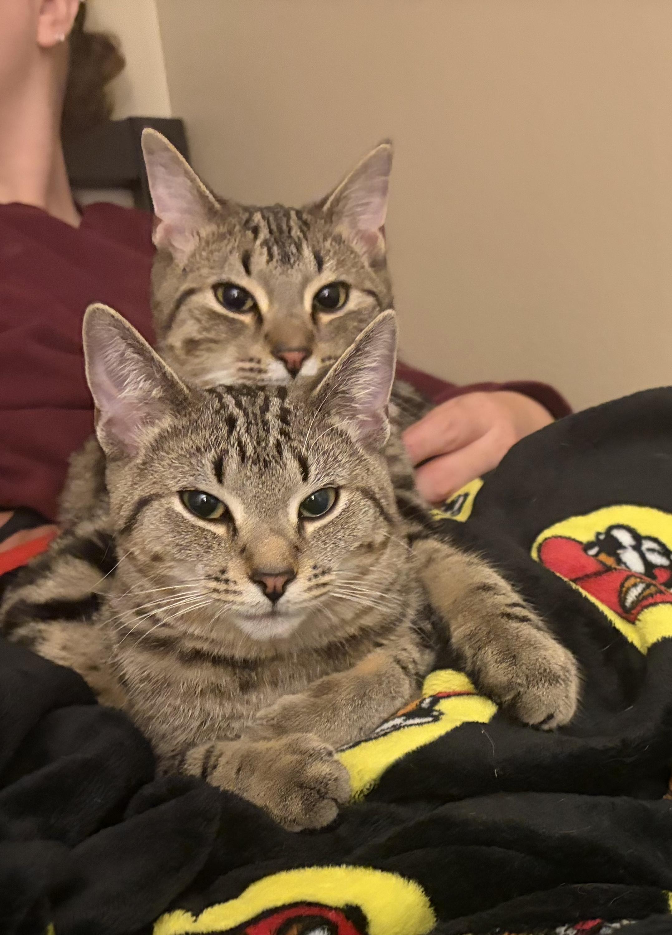 Enlarge Wesley, a Adoptable Tabby in Columbus, OH image 5/6