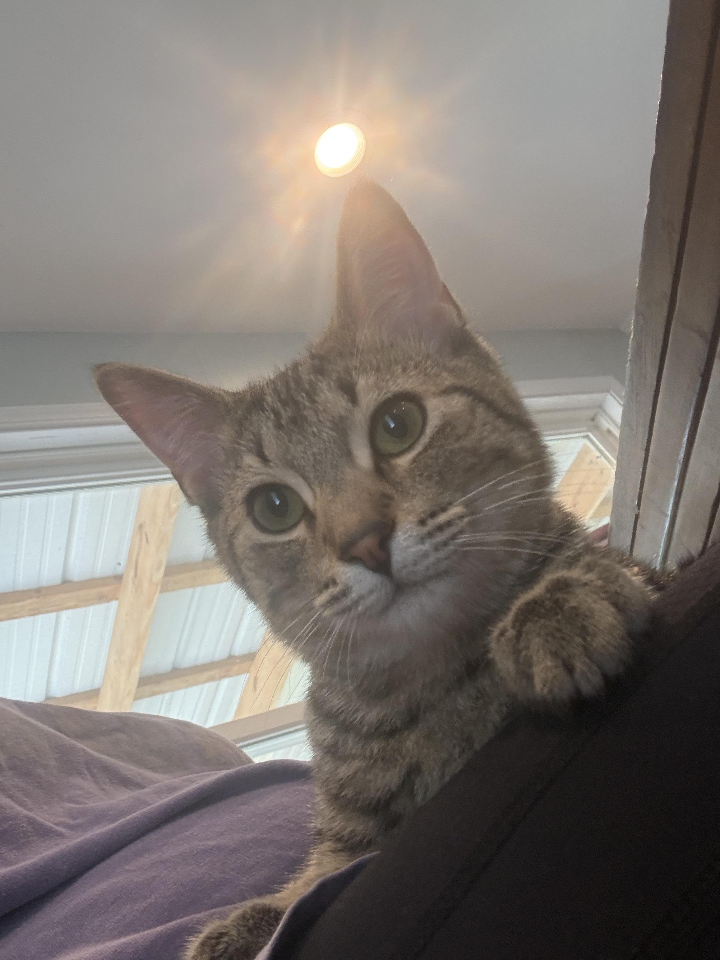 Wesley, a Adoptable Tabby in Columbus, OH image 2/6