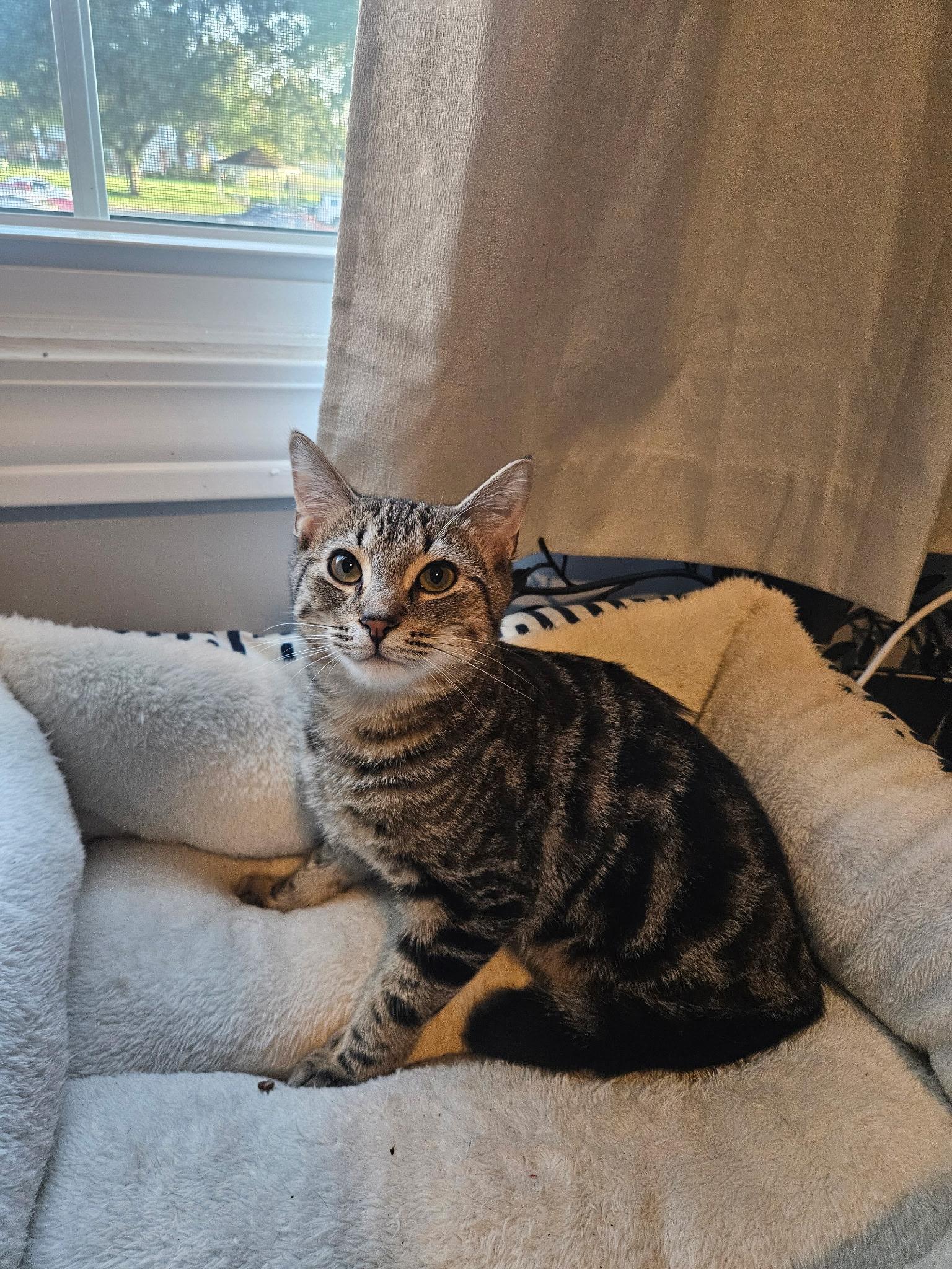 Wesley, a Adoptable Tabby in Columbus, OH image 5/6