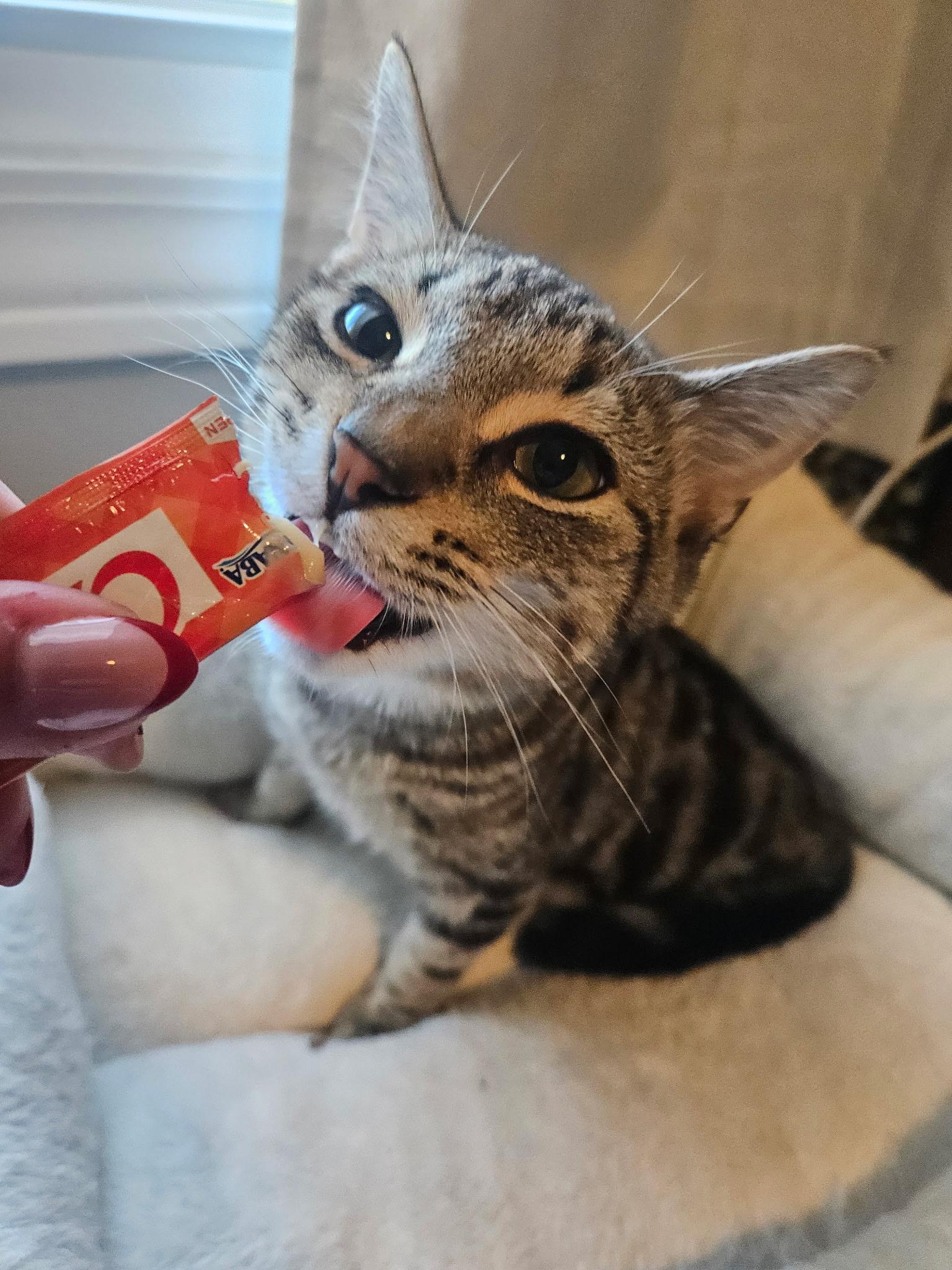 Wesley, Adoptable, Kitten Male Tabby.