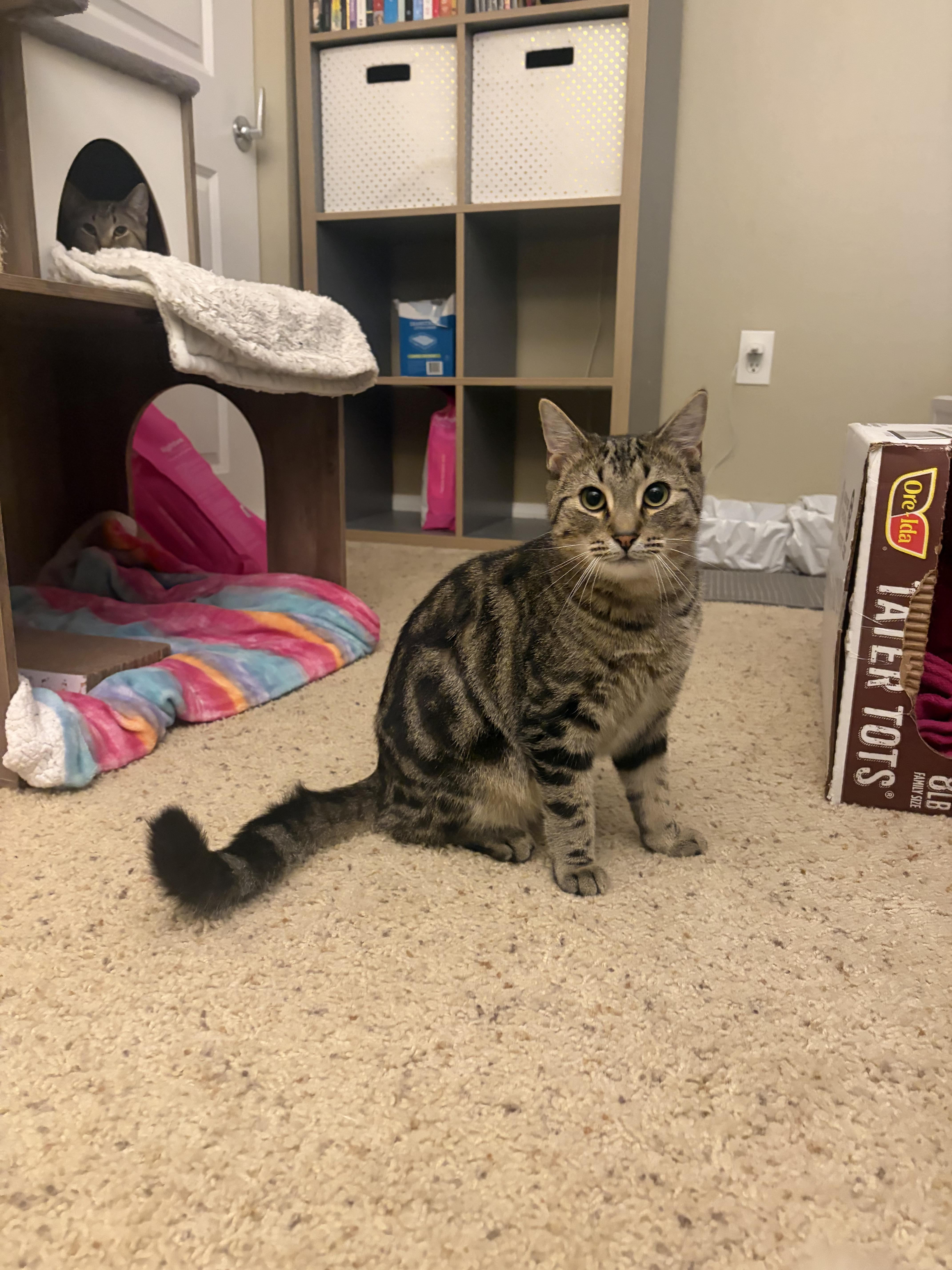 Enlarge Wesley, a Adoptable Tabby in Columbus, OH image 6/6