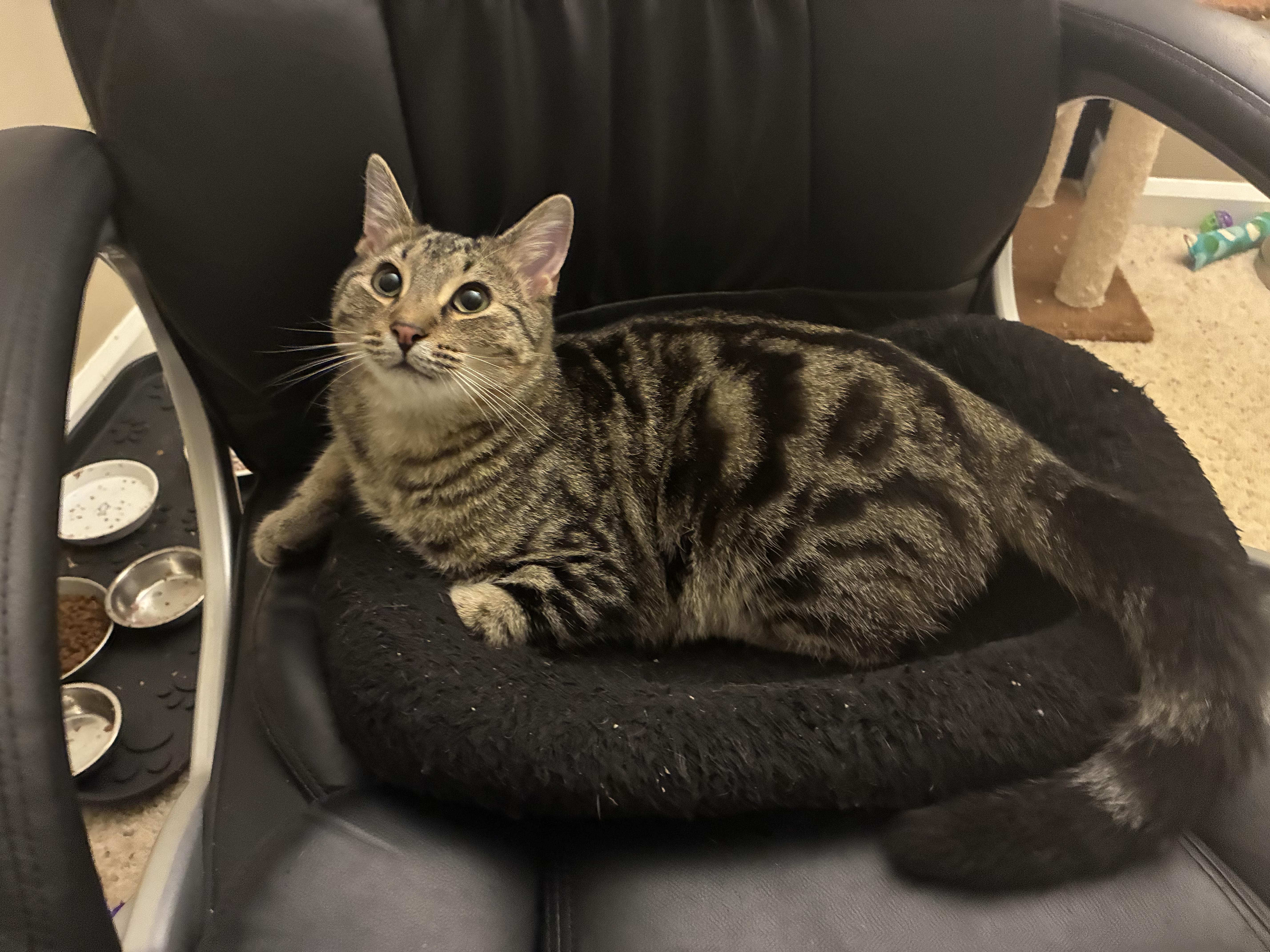 Enlarge Wesley, a Adoptable Tabby in Columbus, OH image 4/6