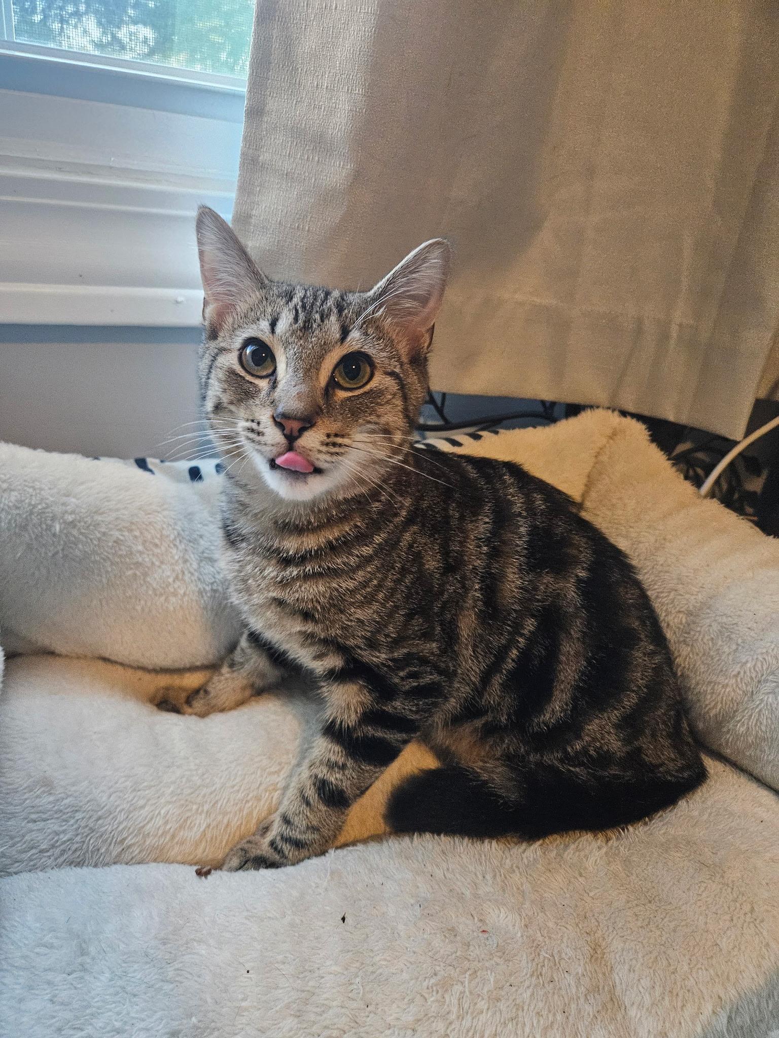 Wesley, a Adoptable Tabby in Columbus, OH image 4/6