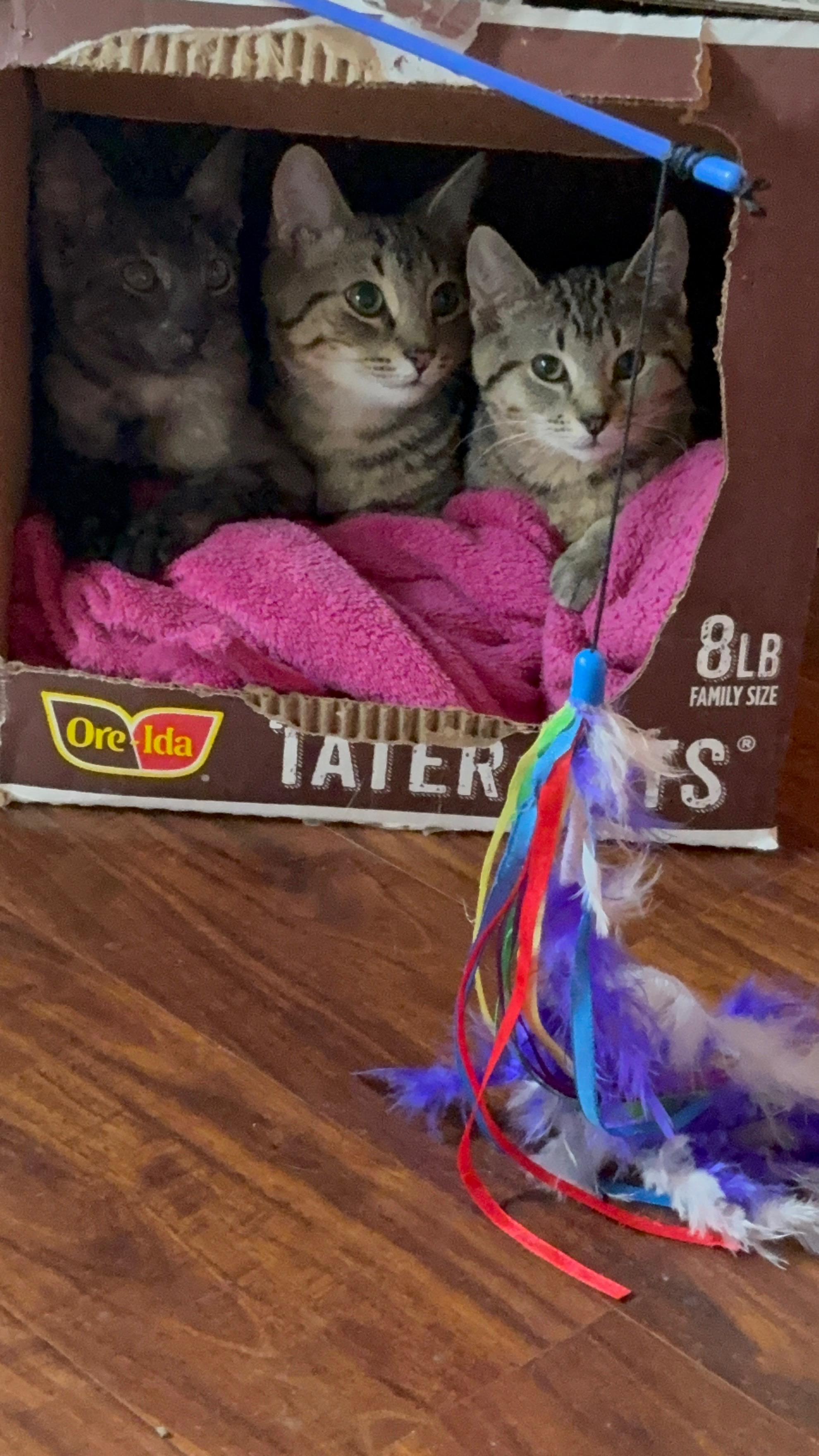 Wesley, a Adoptable Tabby in Columbus, OH image 6/6