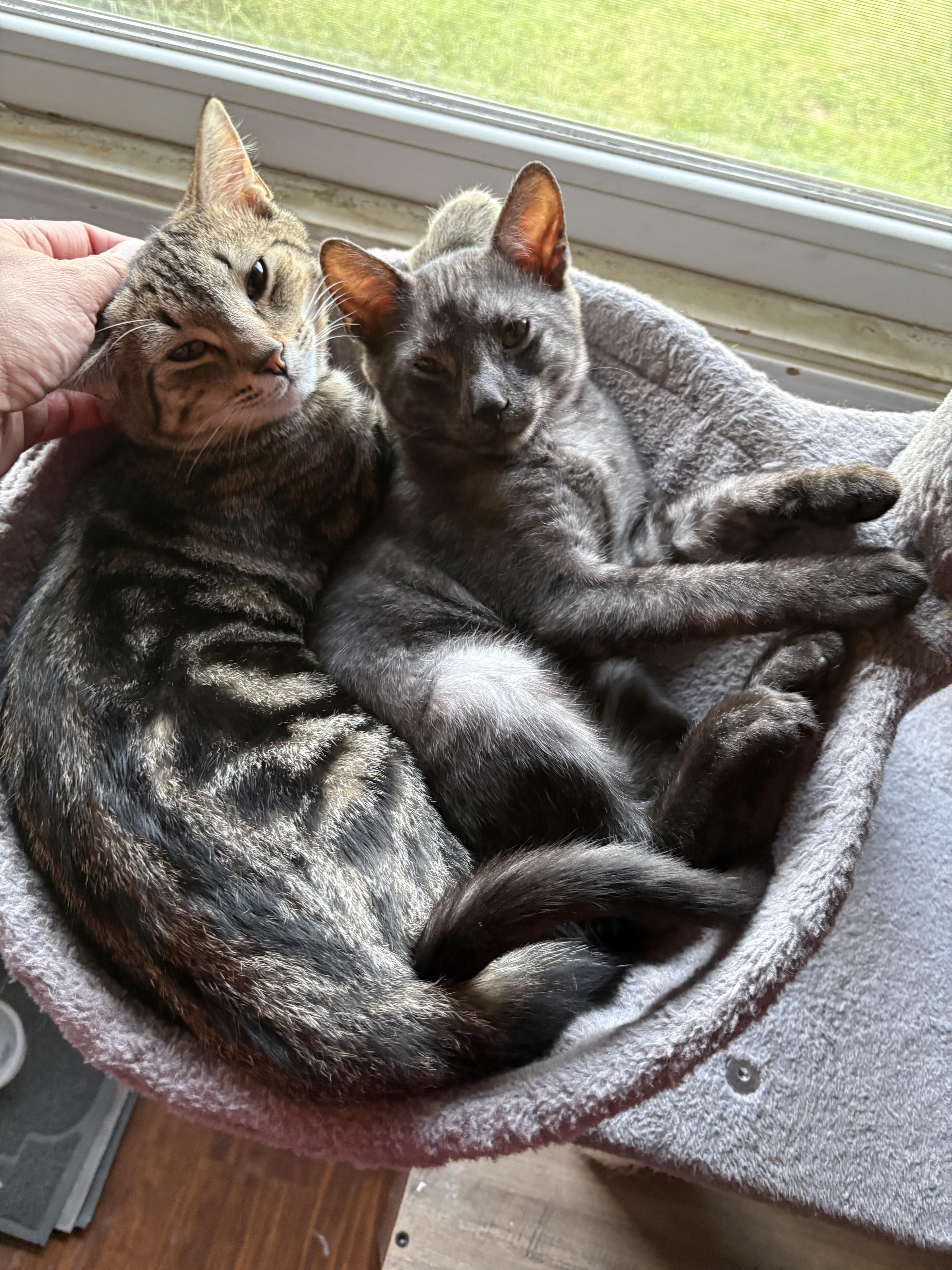 Wesley, a Adoptable Tabby in Columbus, OH image 3/6
