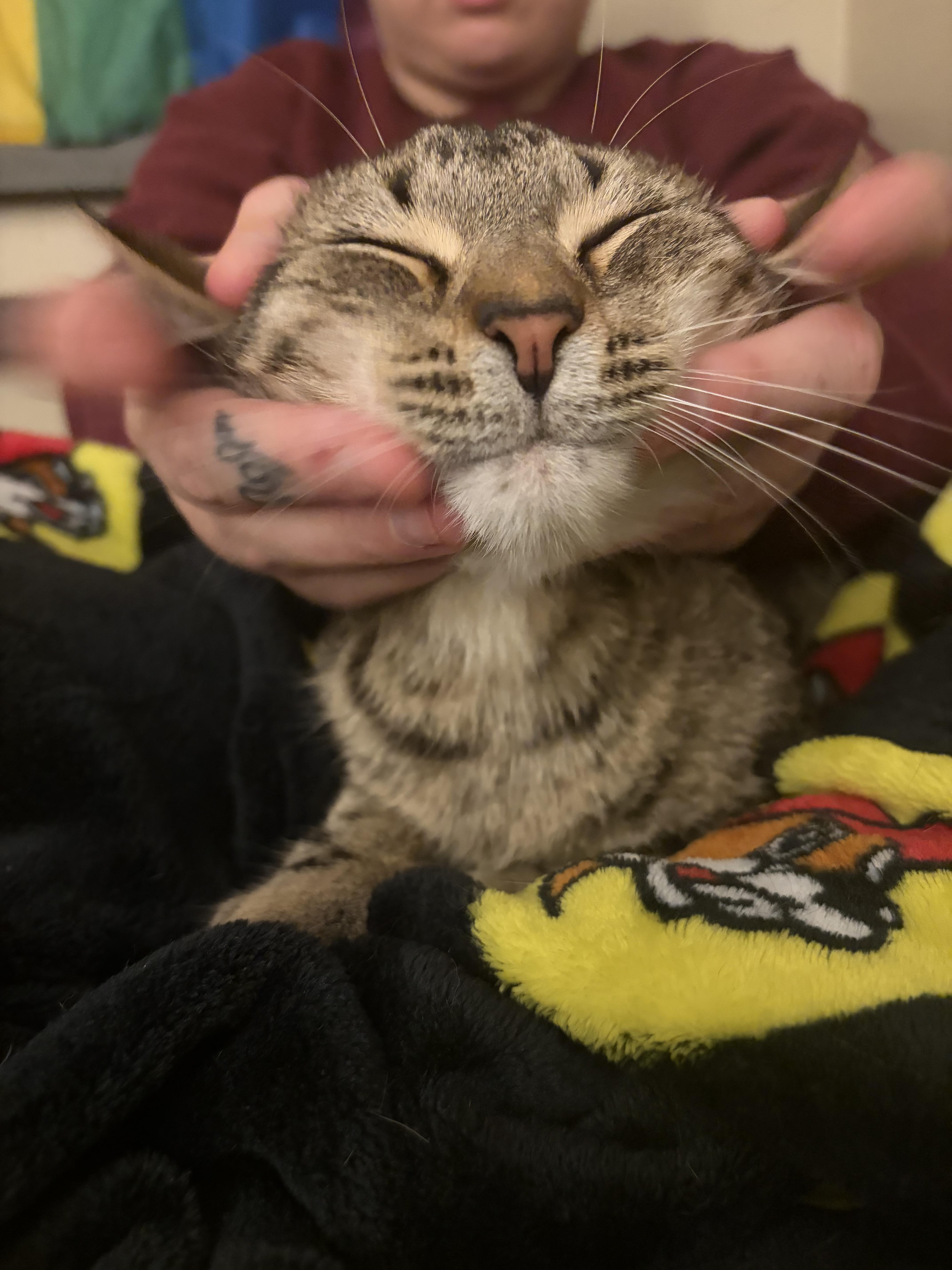 Wesley, Adoptable, Kitten Male Tabby.