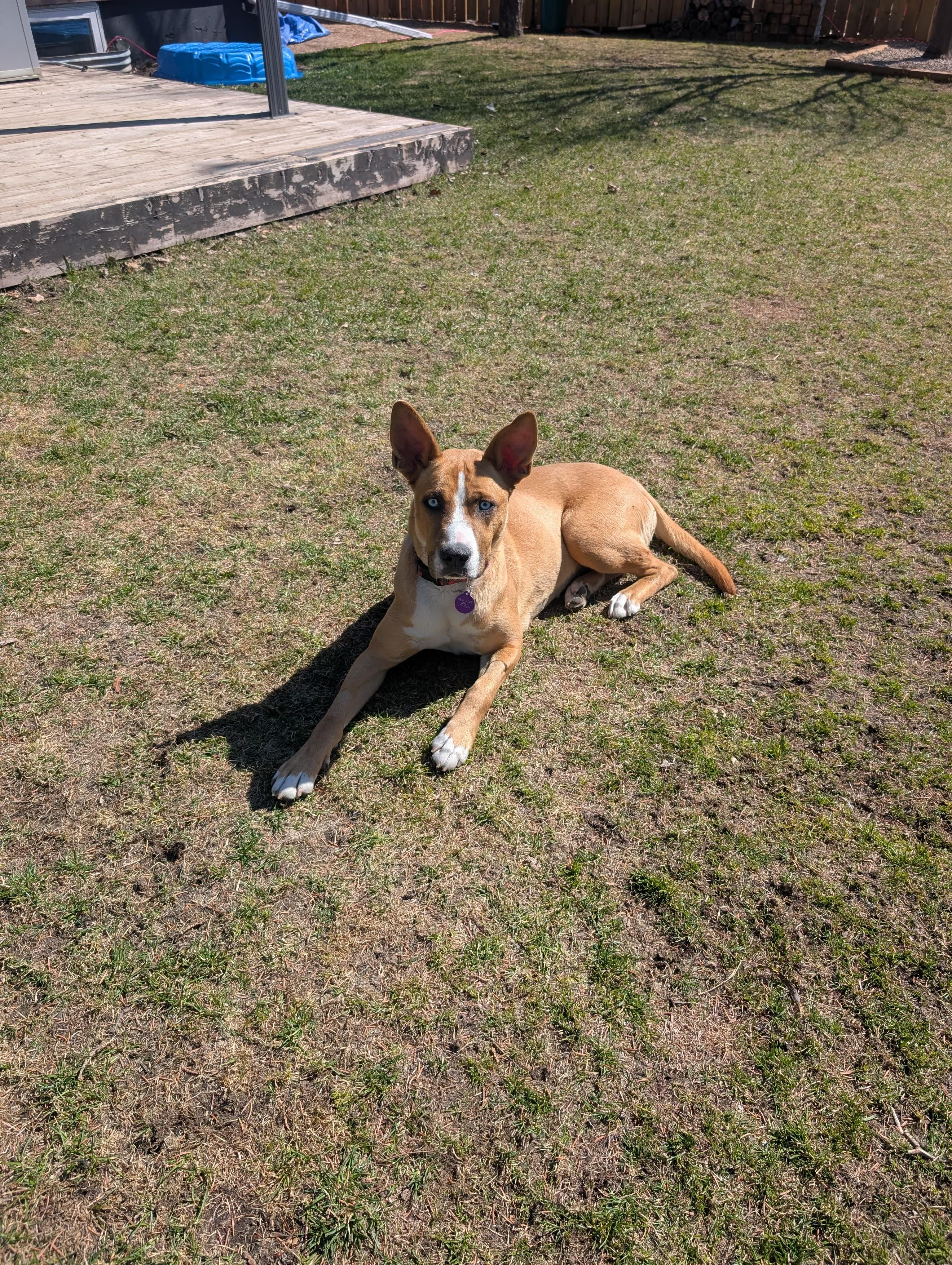 Marble, a ADOPTABLE mixed breed in Saskatoon, SK image 3/6