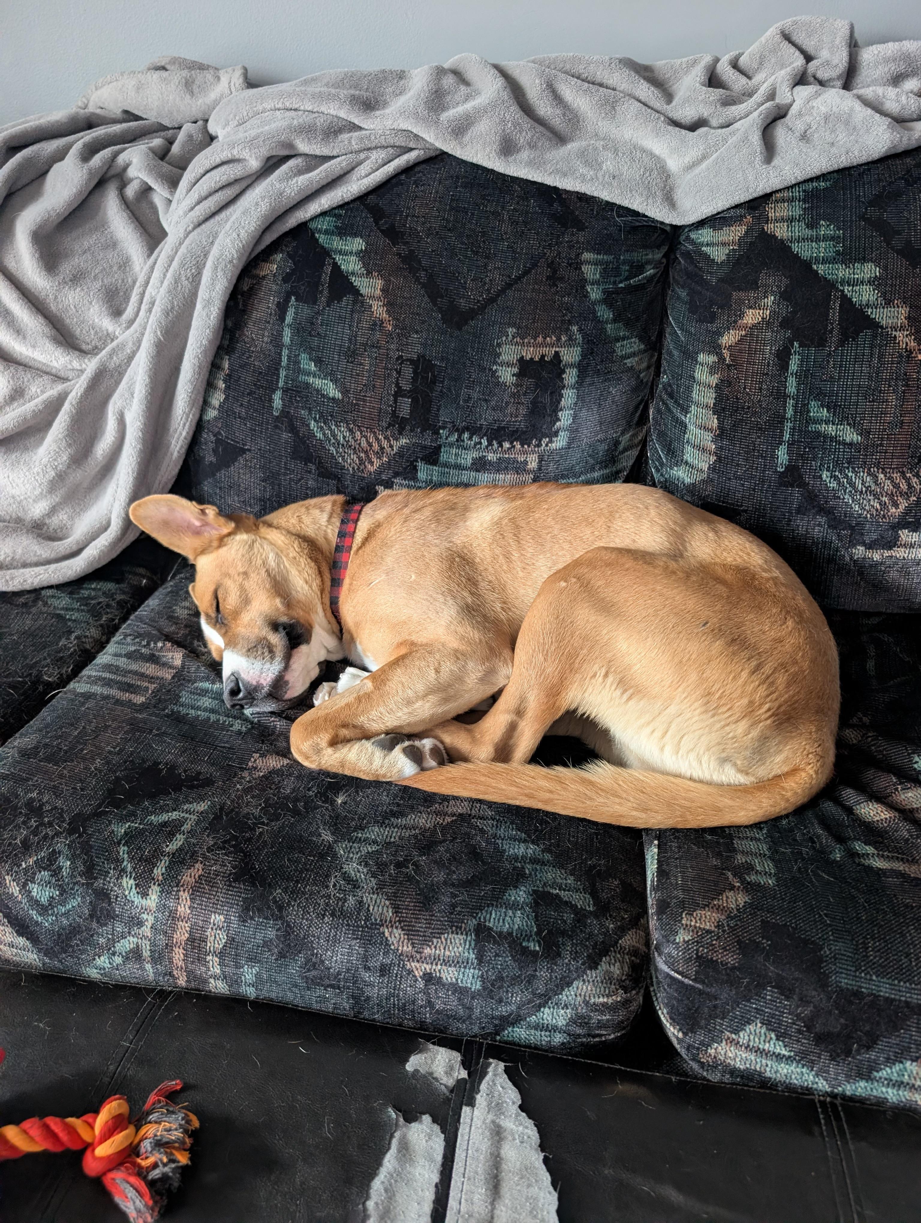 Marble, a ADOPTABLE mixed breed in Saskatoon, SK image 5/6