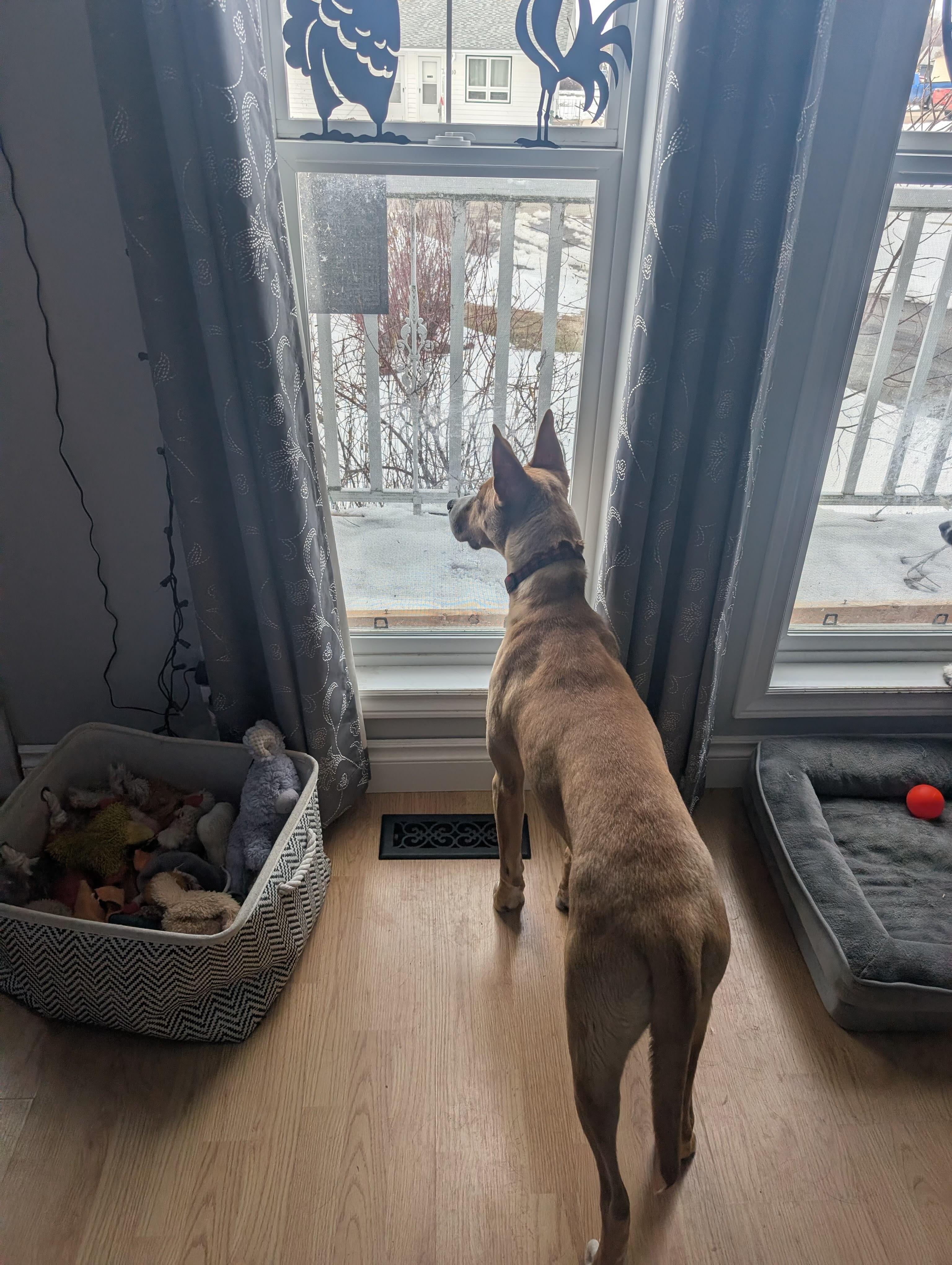 Marble, a ADOPTABLE mixed breed in Saskatoon, SK image 6/6