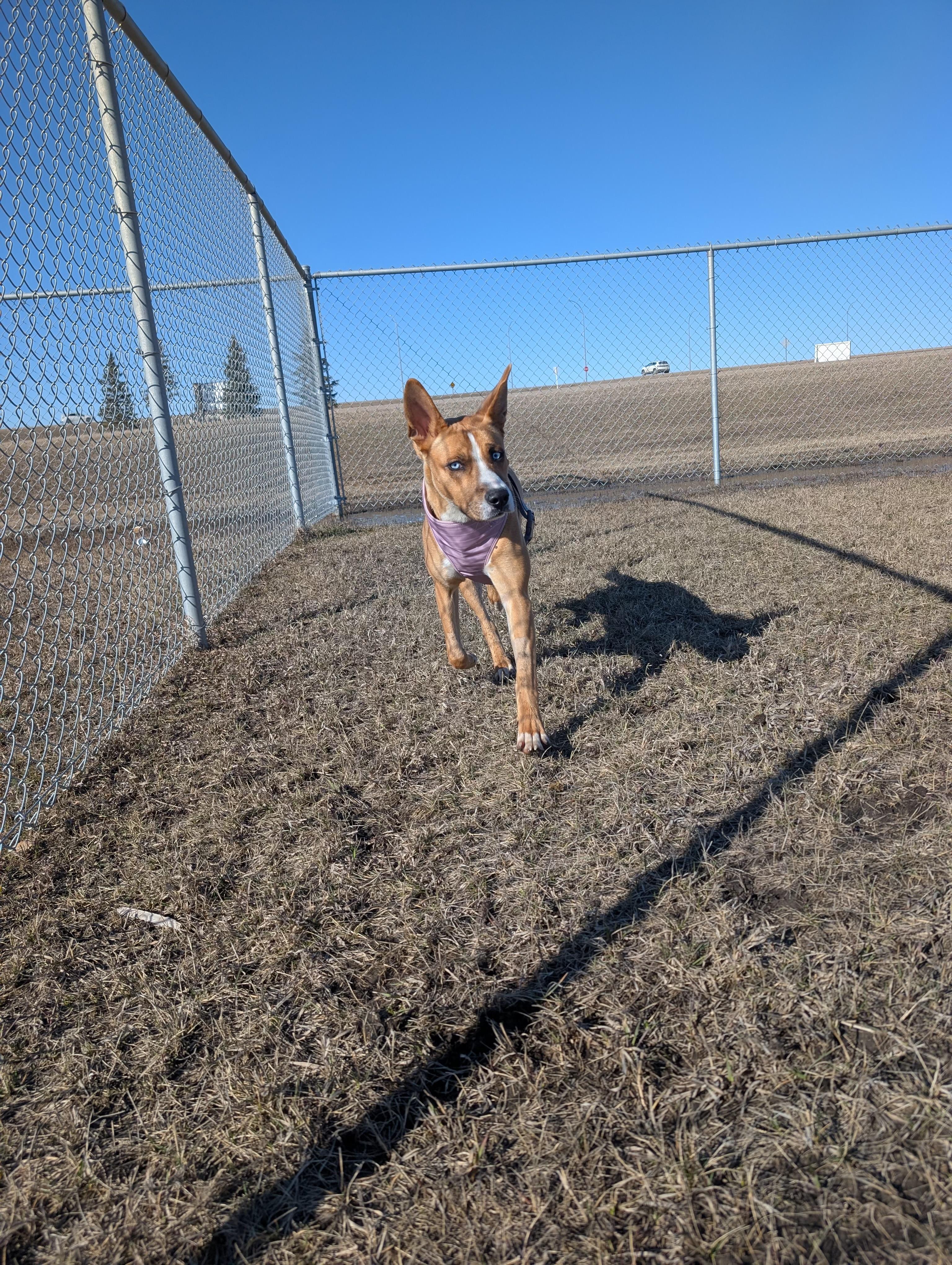 Marble, a ADOPTABLE mixed breed in Saskatoon, SK image 4/6