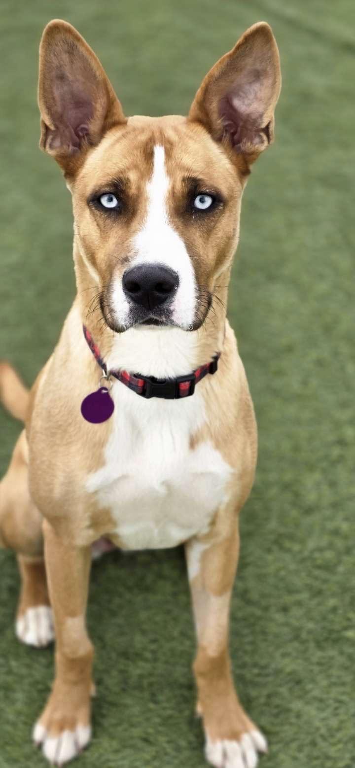 Enlarge Marble, a ADOPTABLE Mixed Breed in Saskatoon, SK image 1/6
