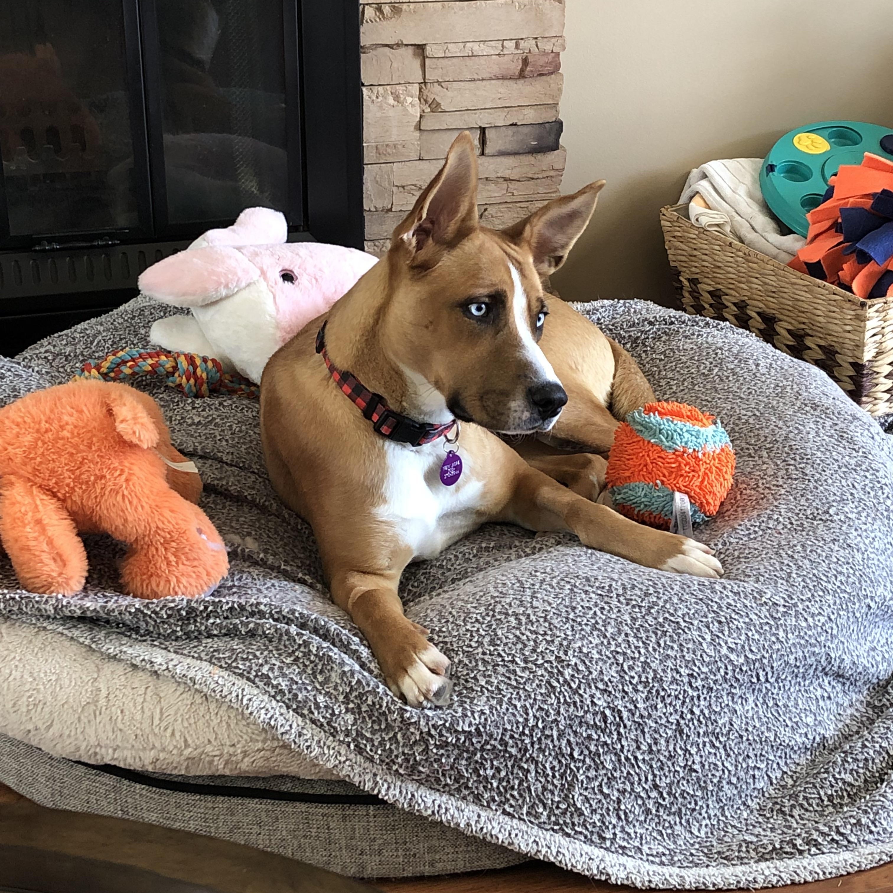 Enlarge Marble, a ADOPTABLE Mixed Breed in Saskatoon, SK image 2/6