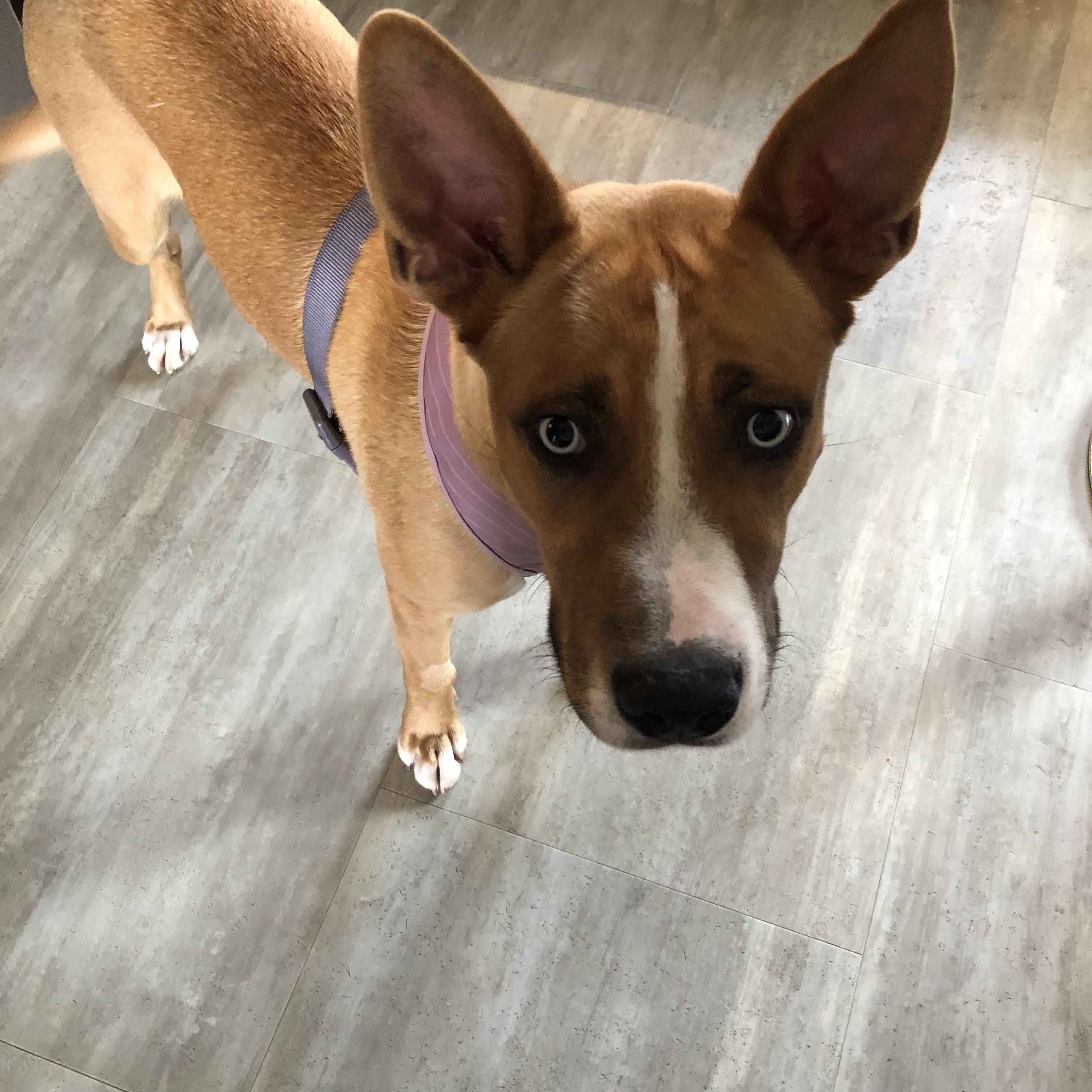 Enlarge Marble, a ADOPTABLE Mixed Breed in Saskatoon, SK image 6/6