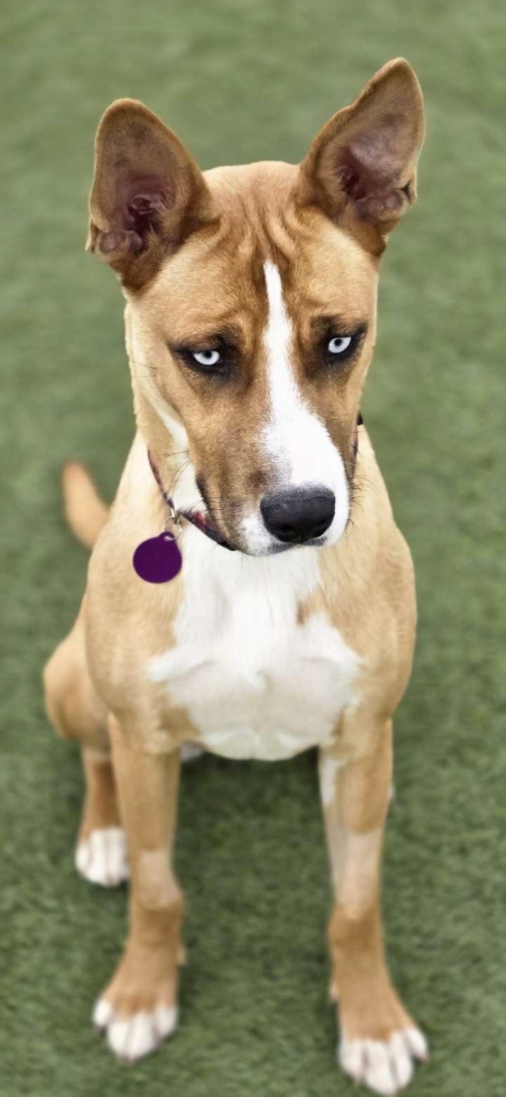 Enlarge Marble, a ADOPTABLE Mixed Breed in Saskatoon, SK image 3/6