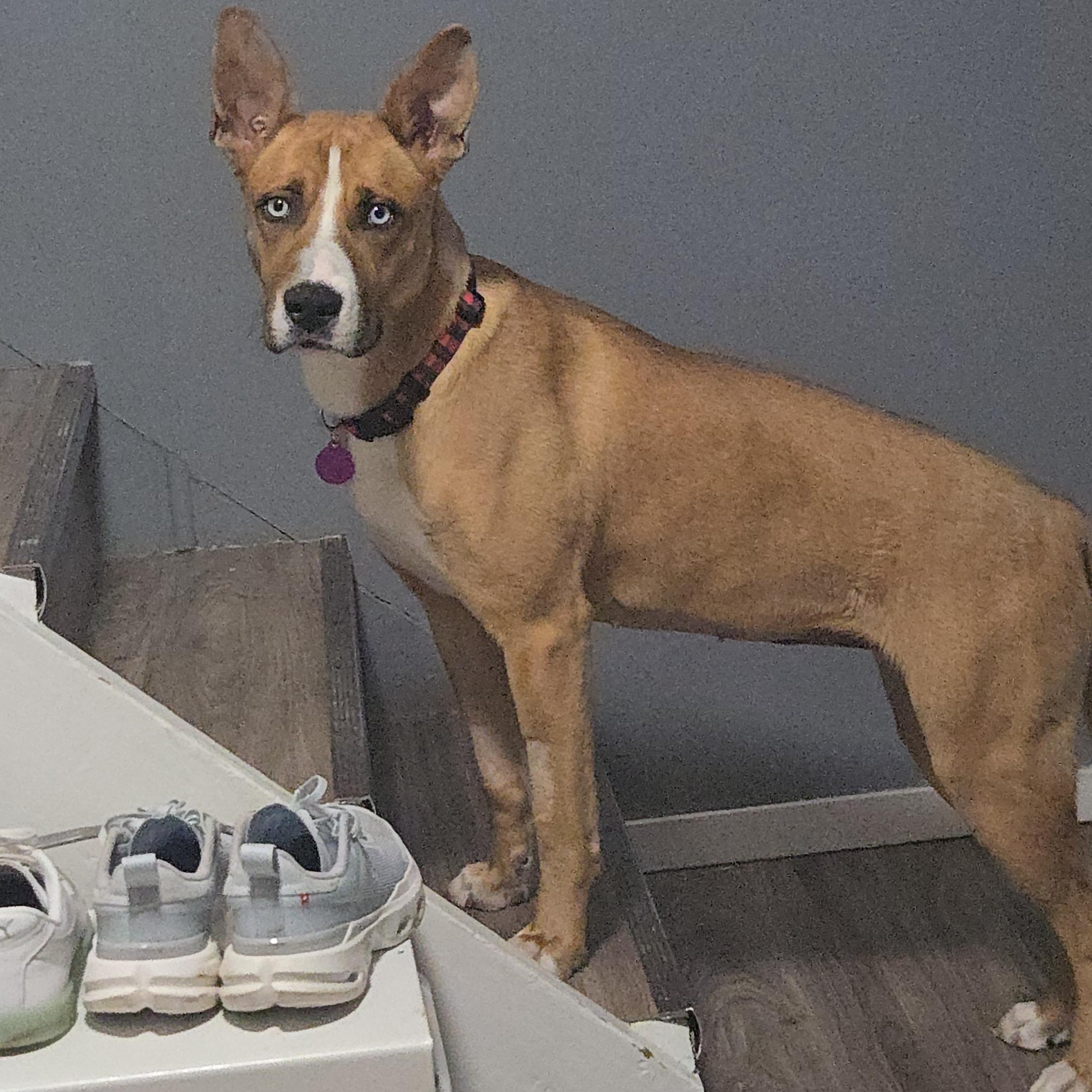 Enlarge Marble, a ADOPTABLE Mixed Breed in Saskatoon, SK image 4/6