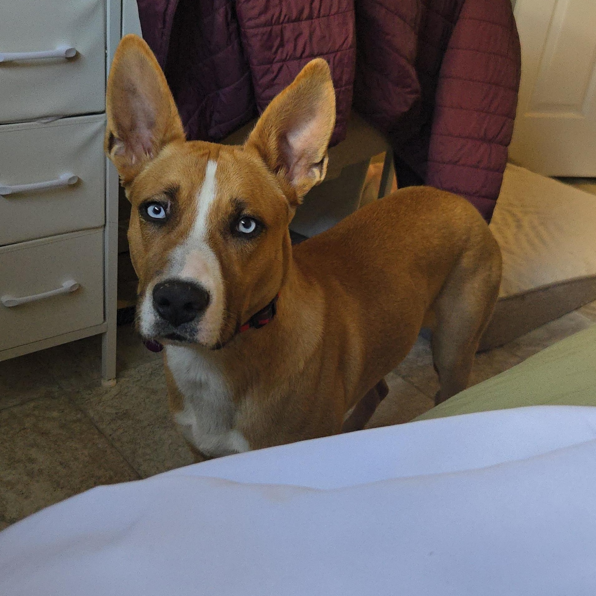 Enlarge Marble, a ADOPTABLE Mixed Breed in Saskatoon, SK image 5/6