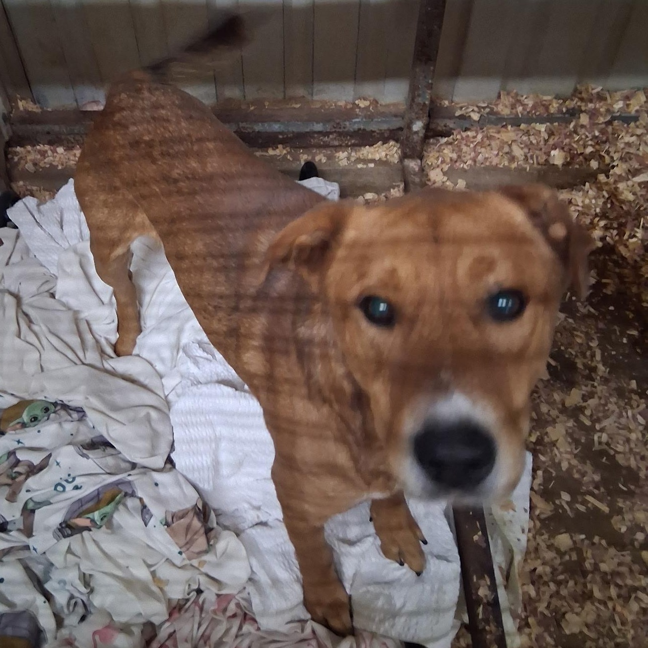 Enlarge Clifford, a Adoptable mixed breed in Durant, OK image 1/1