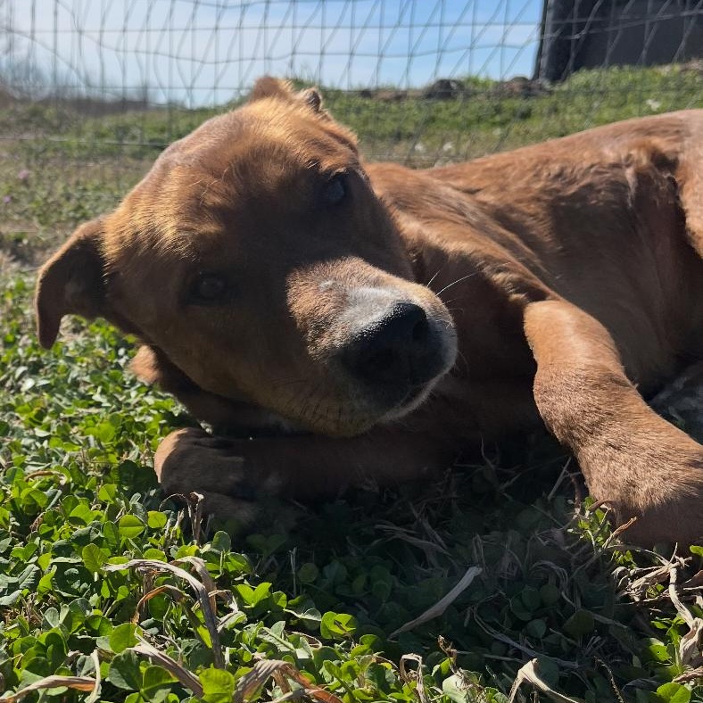 Enlarge Clifford, a Adoptable mixed breed in Durant, OK image 3/4