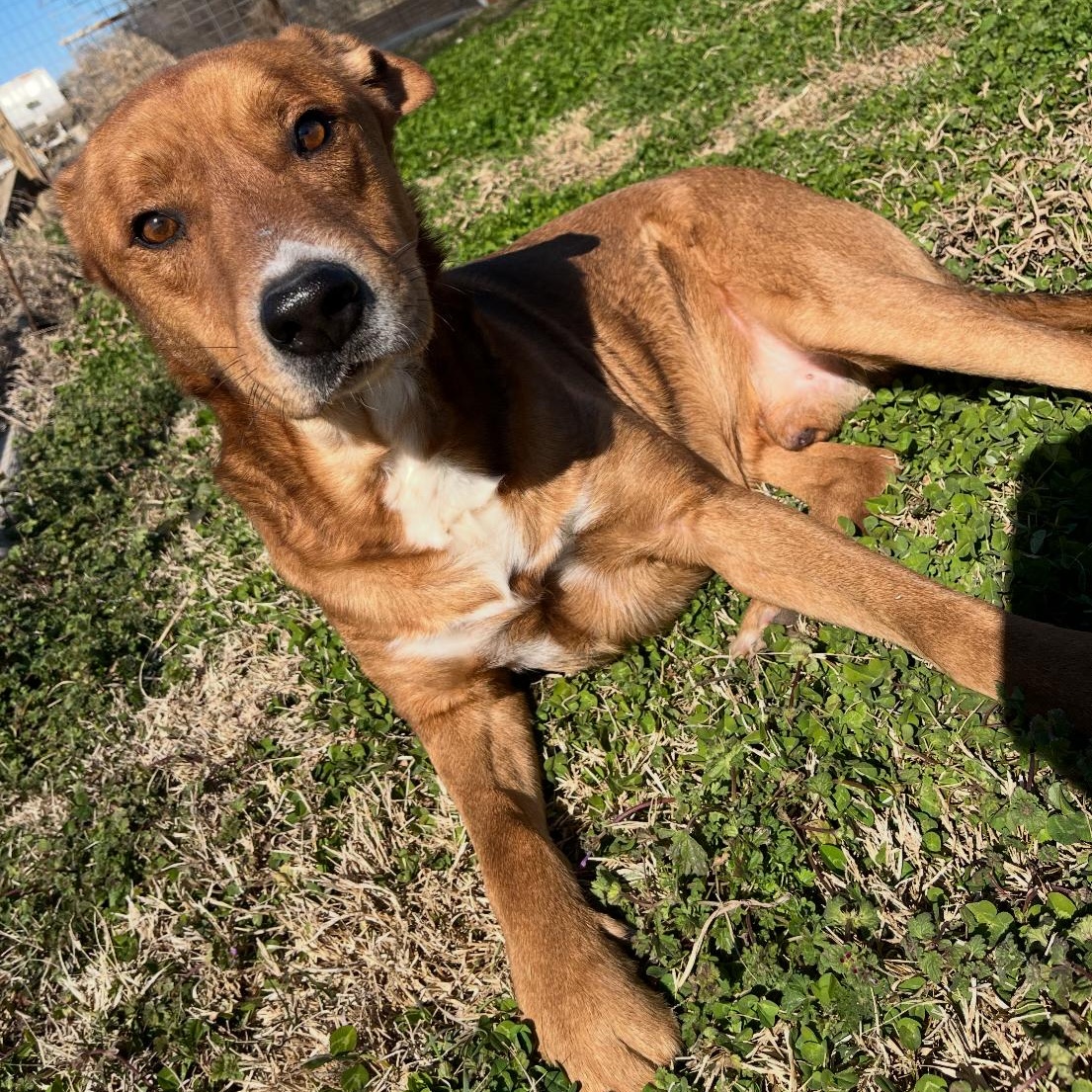 Enlarge Clifford, a Adoptable mixed breed in Durant, OK image 1/4