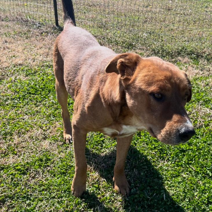 Enlarge Clifford, a Adoptable mixed breed in Durant, OK image 4/4
