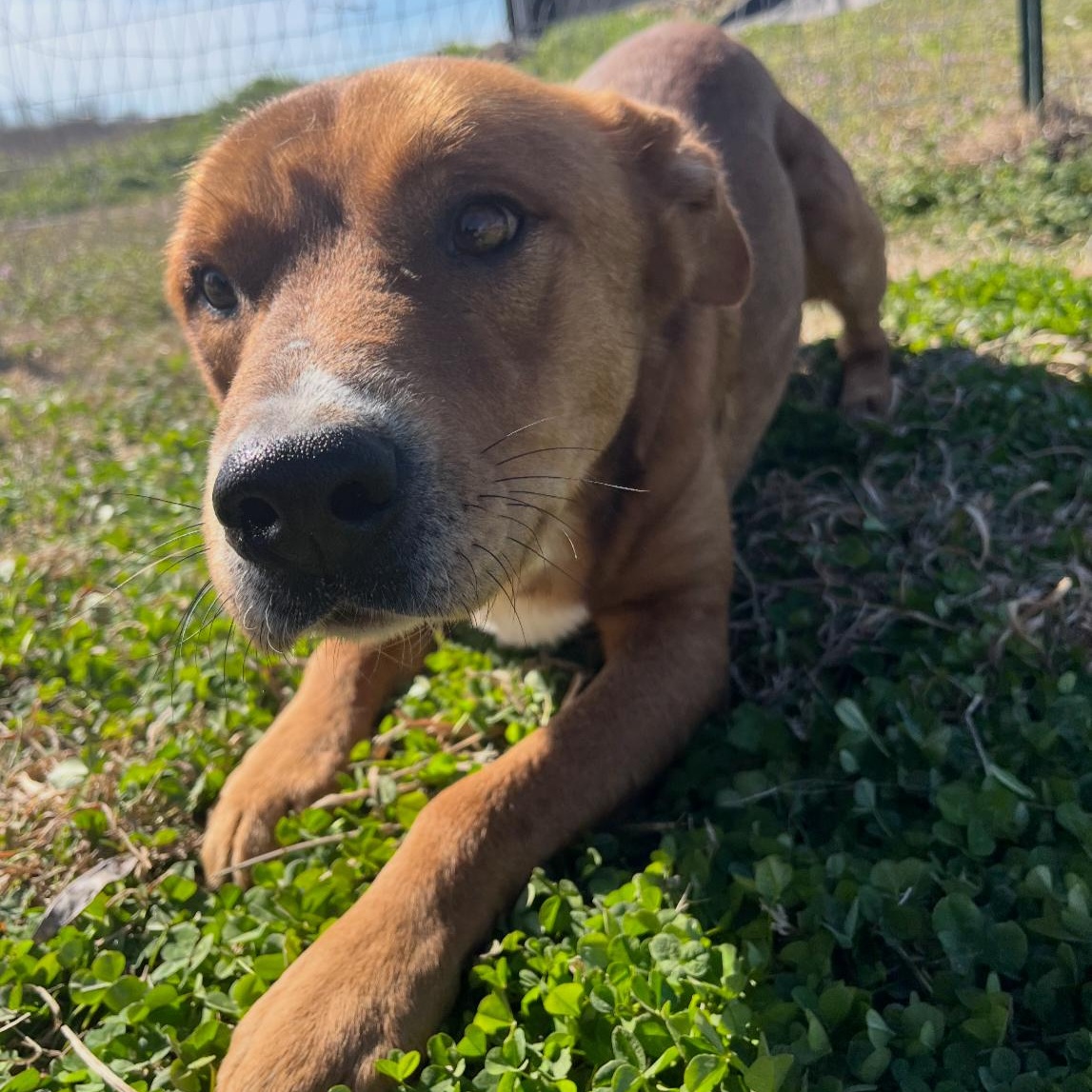 Enlarge Clifford, a Adoptable mixed breed in Durant, OK image 2/4