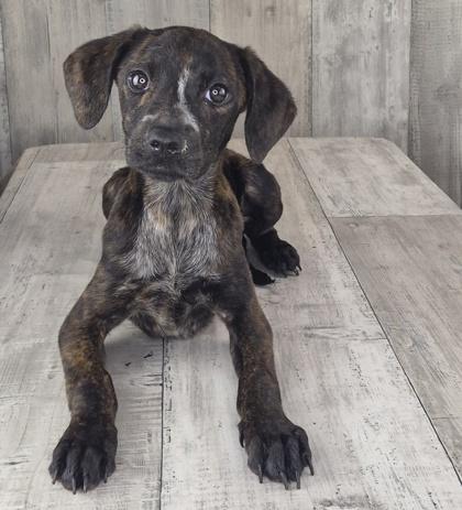 Linguini, Adoptable, Adult Female Retriever & Mixed Breed.