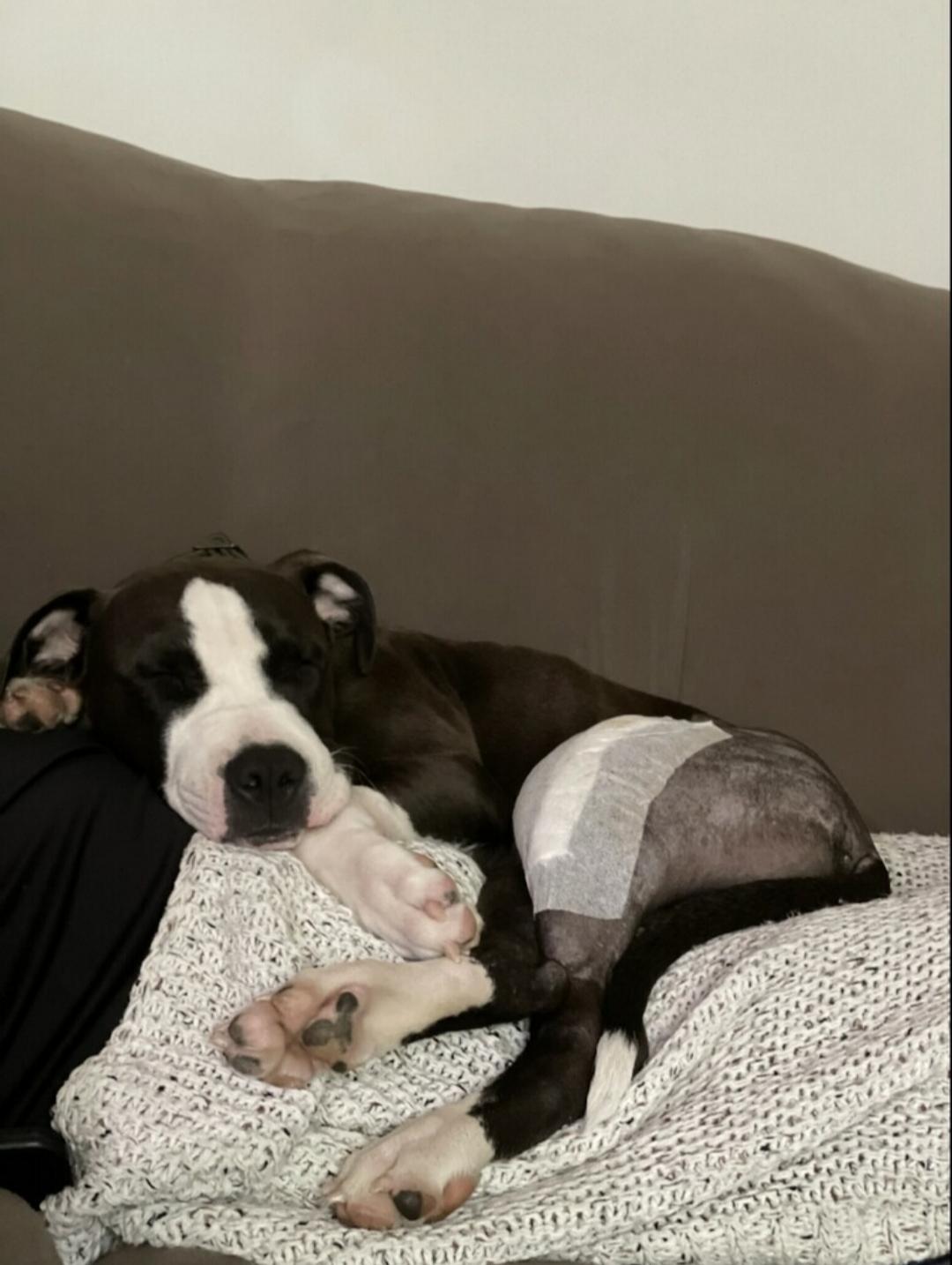 Enlarge Toad, a Adopted Pit Bull Terrier in Cologne, MN image 1/6