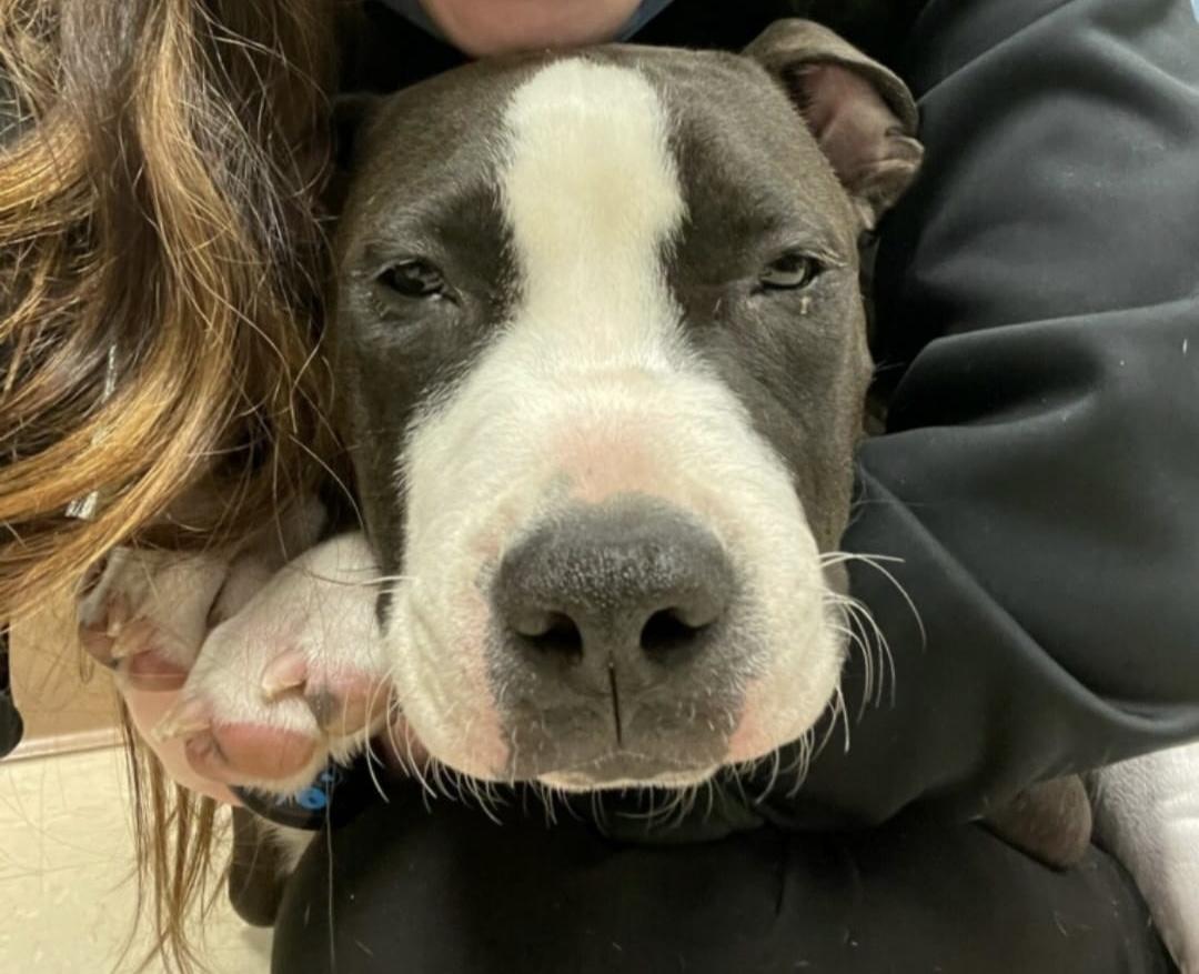 Enlarge Toad, a Adopted Pit Bull Terrier in Cologne, MN image 2/6
