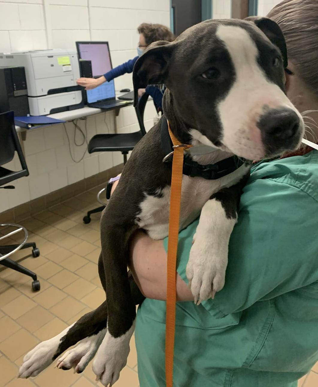 Enlarge Toad, a Adopted Pit Bull Terrier in Cologne, MN image 3/6