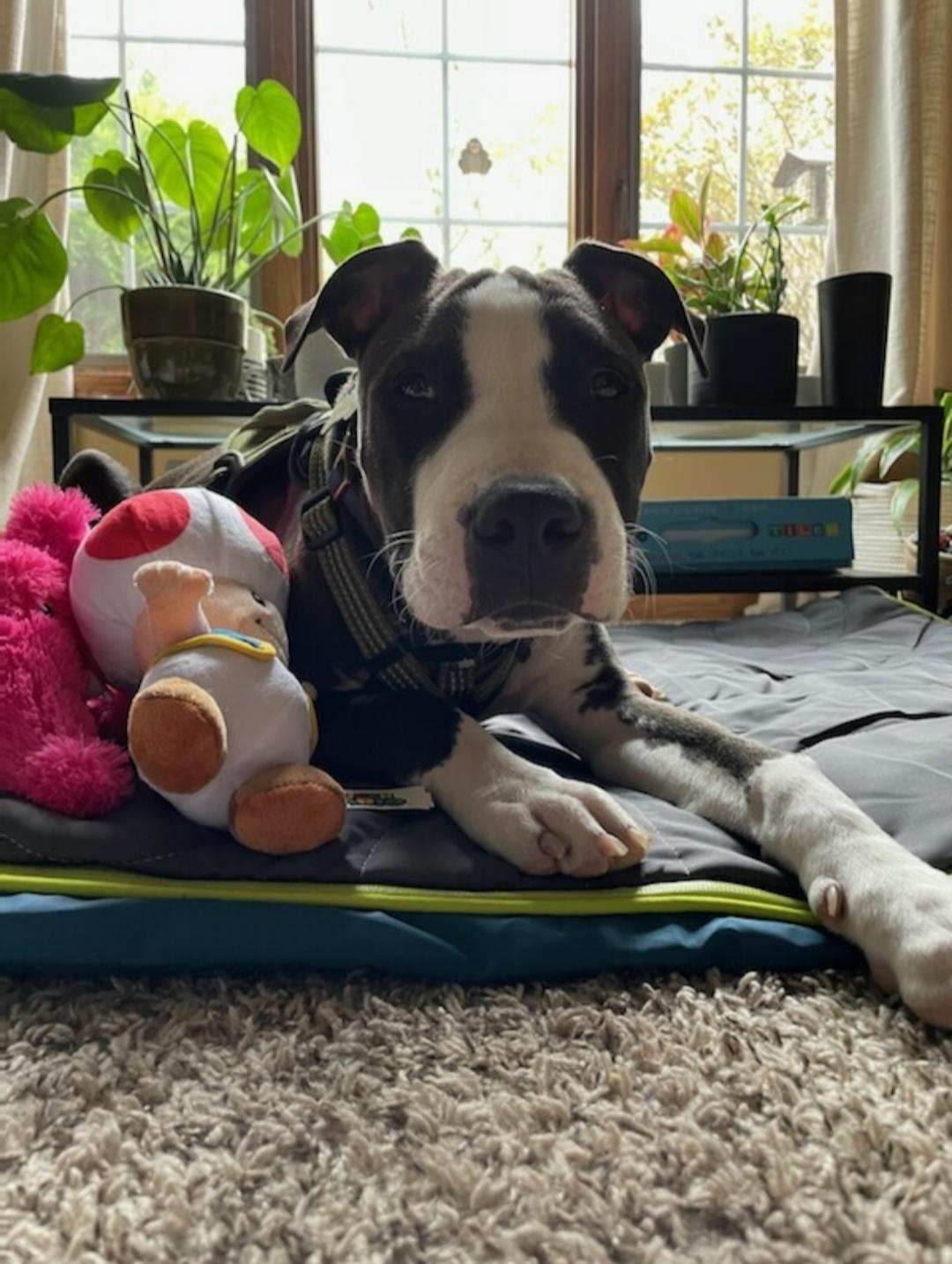 Enlarge Toad, a Adopted Pit Bull Terrier in Cologne, MN image 5/6