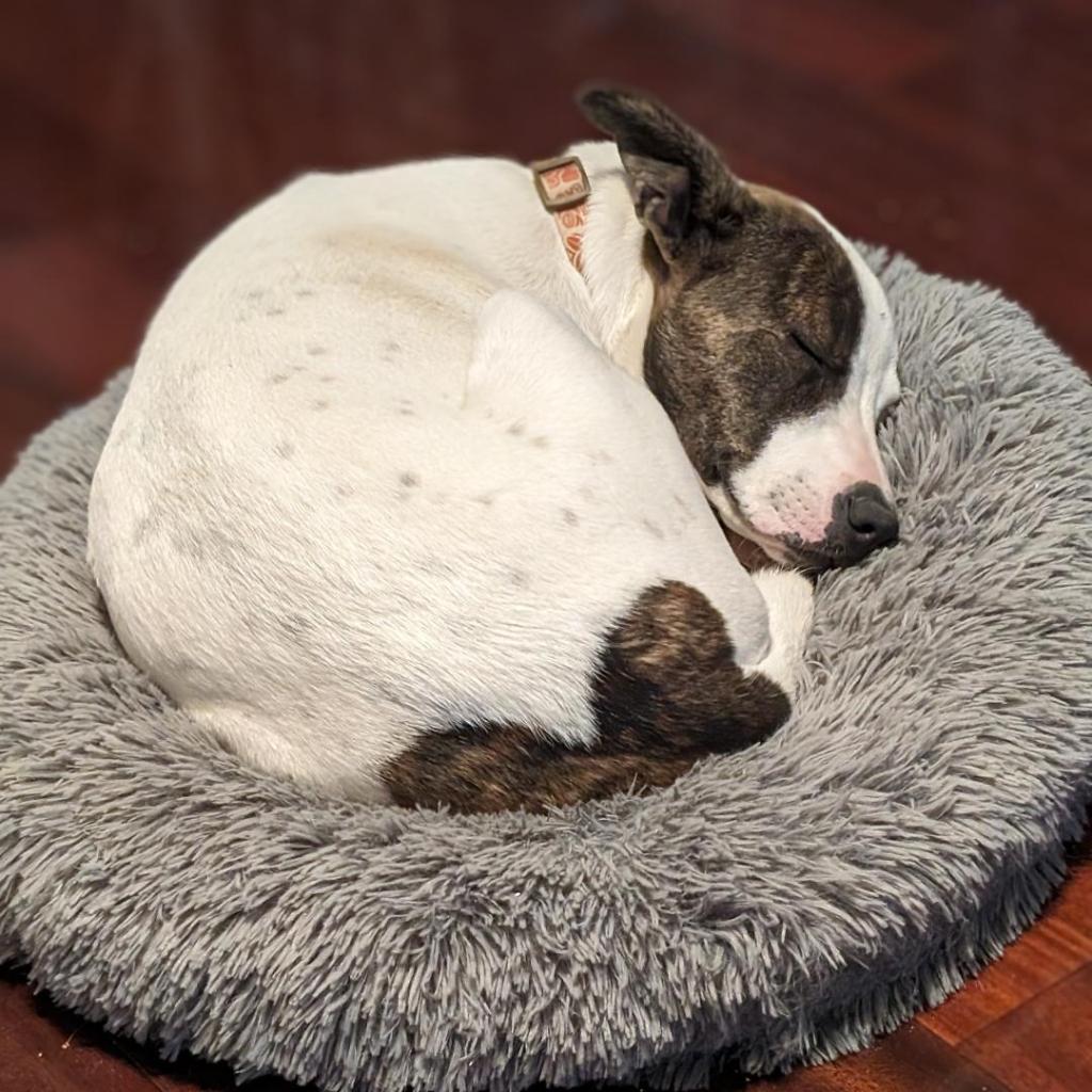 Enlarge Sparkles Miamor, a Adoptable mixed breed in San Antonio, TX image 1/6