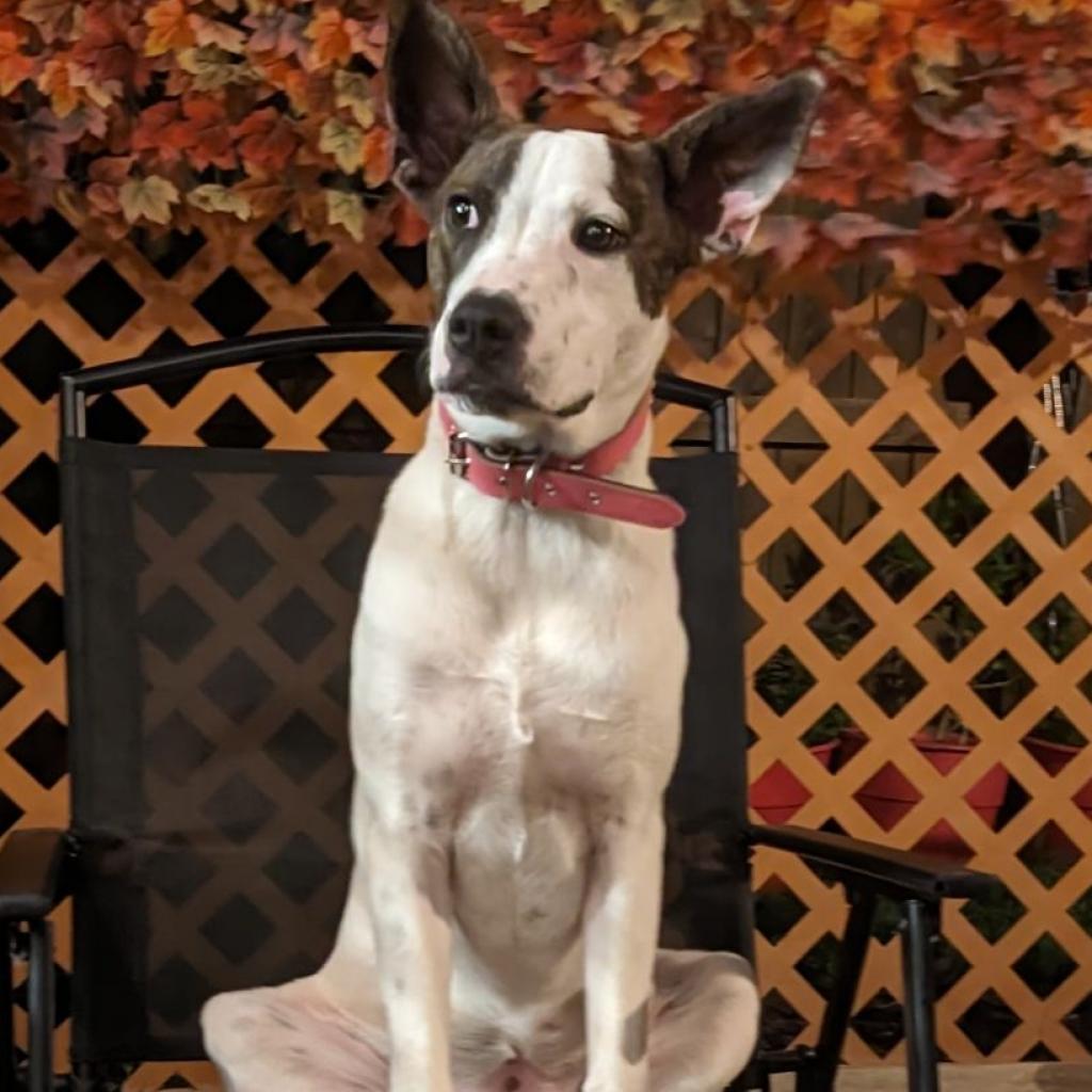Enlarge Sparkles Miamor, a Adoptable mixed breed in San Antonio, TX image 2/6