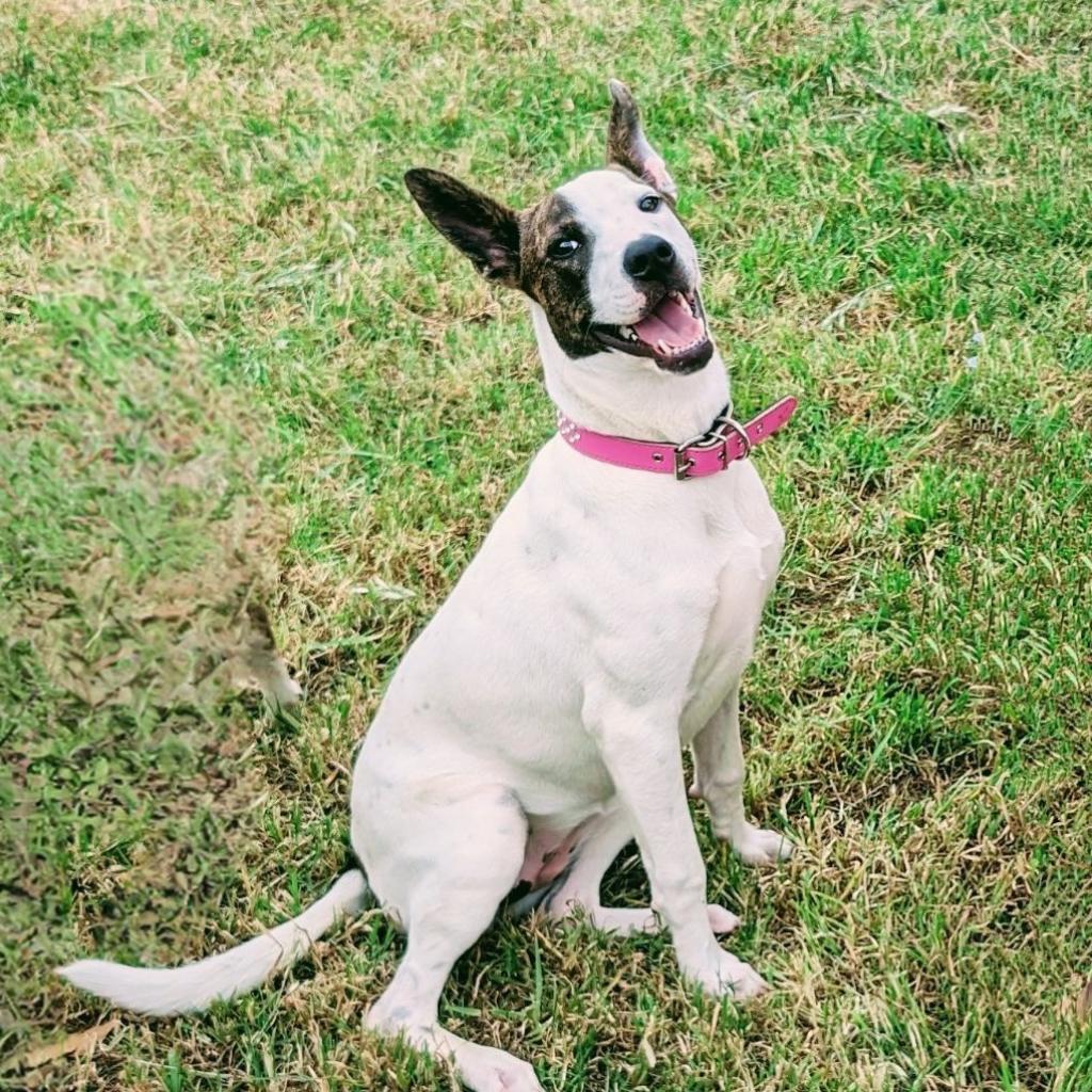 Enlarge Sparkles Miamor, a Adoptable mixed breed in San Antonio, TX image 3/6