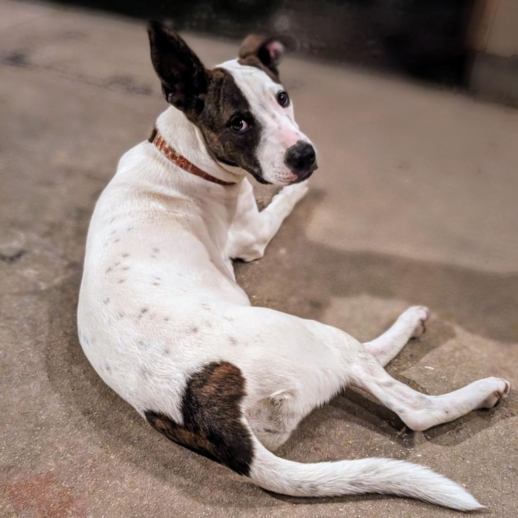Enlarge Sparkles Miamor, a Adoptable mixed breed in San Antonio, TX image 5/6