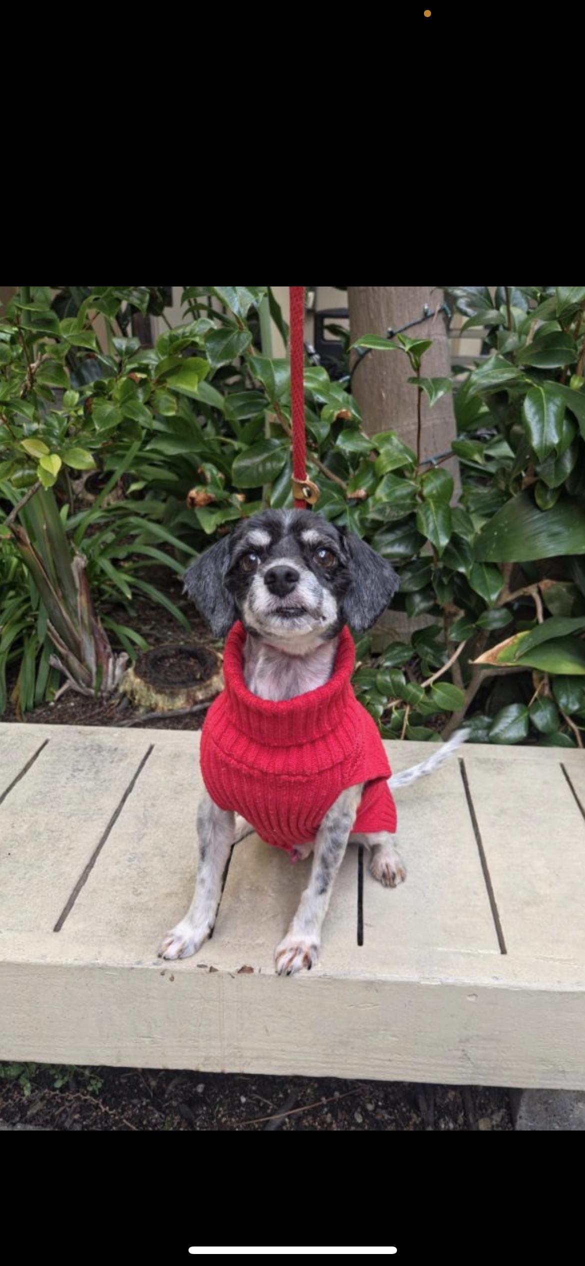 Wizard, Adoptable, Adult Male Spaniel & Poodle.