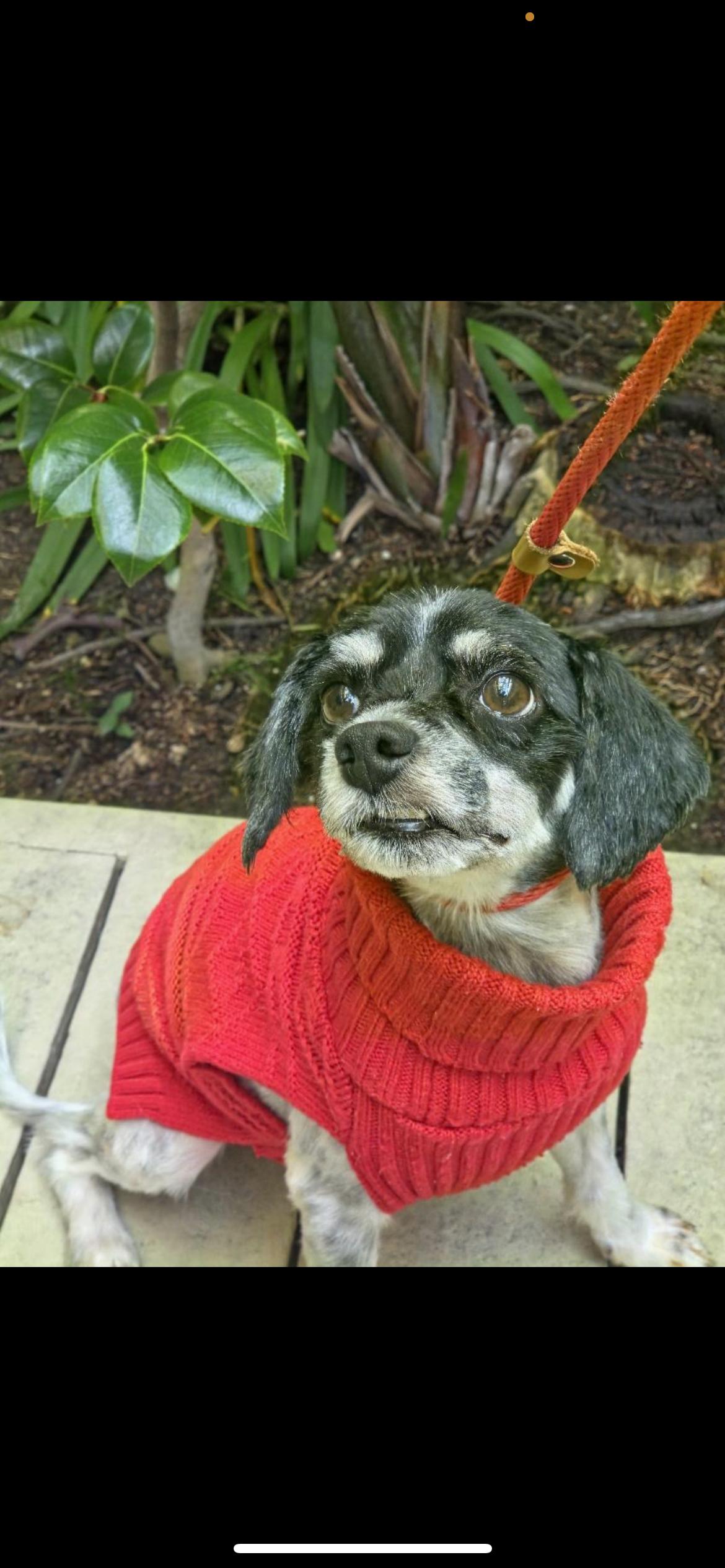Wizard, a Adoptable mixed breed in Hamden, CT image 3/6