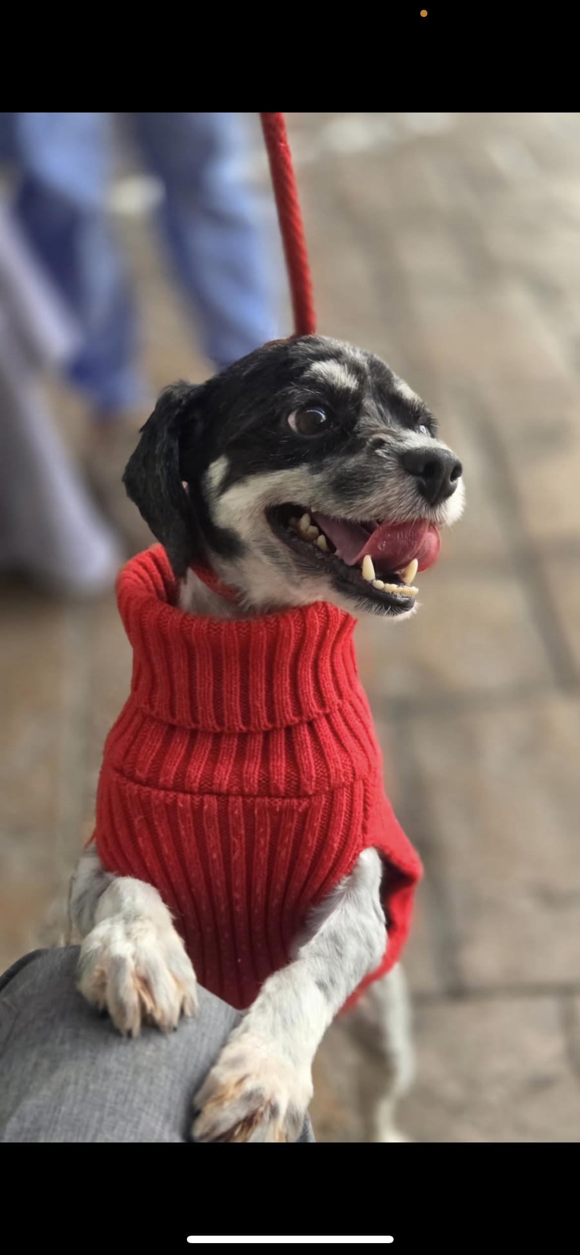 Wizard, a Adoptable mixed breed in Hamden, CT image 5/6